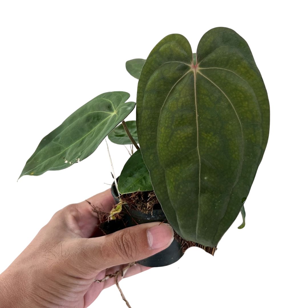 Anthurium Carlablackiae x Red Vein Dark Phoenix (RVDP)
