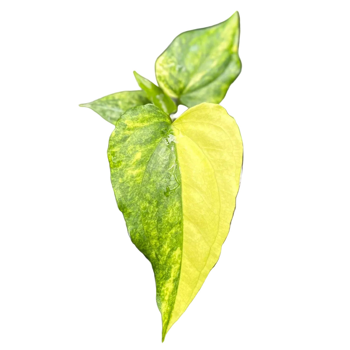 Anthurium pterodactyl hybrid variegated