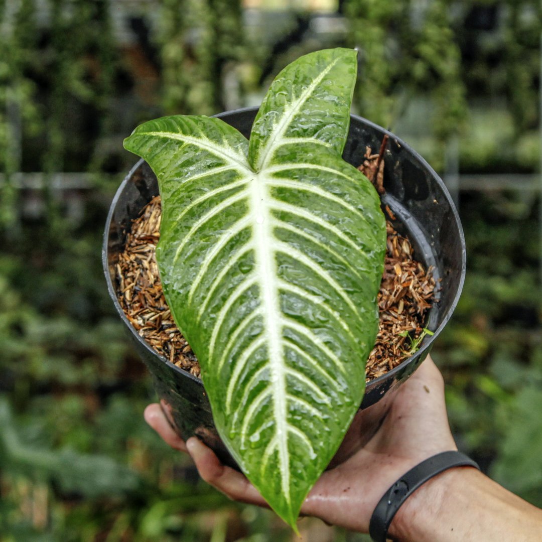 Caladium Lindenii — rare Indonesian plant
