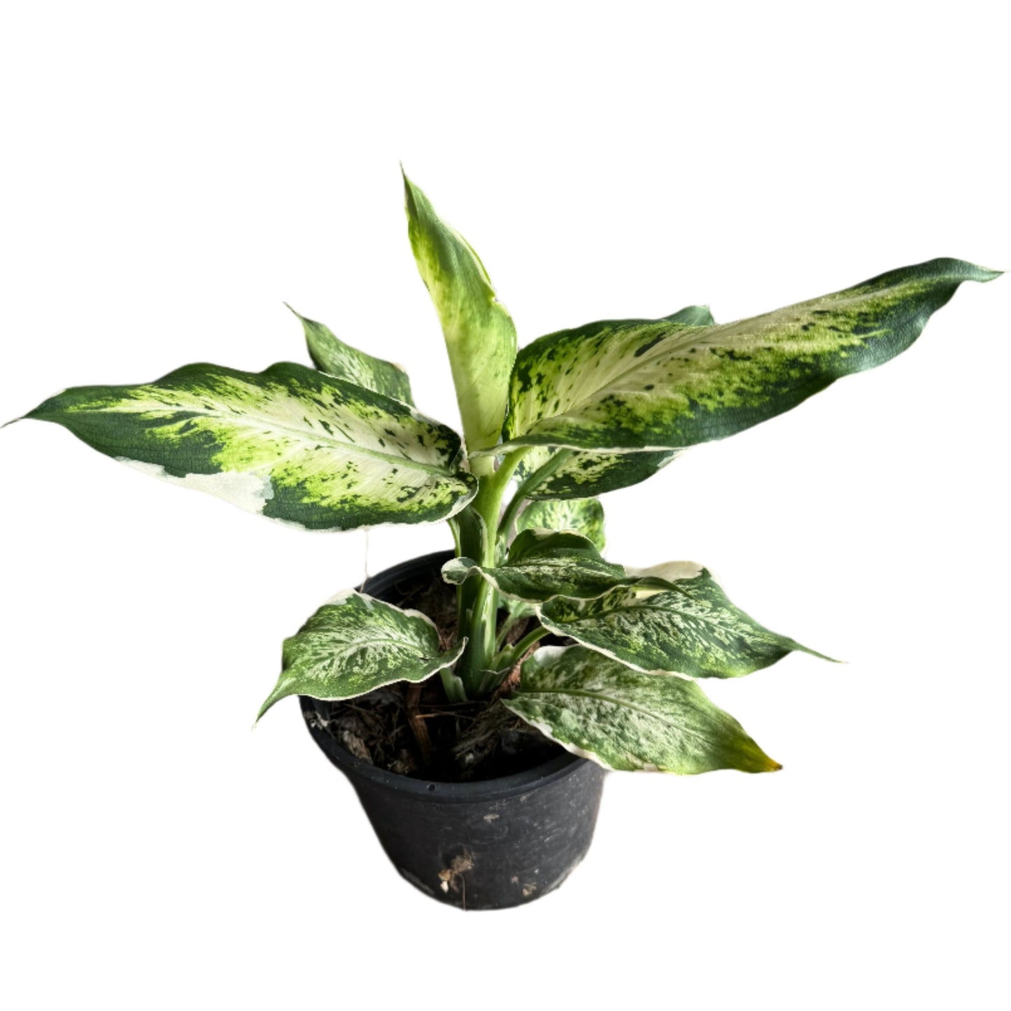 Dieffenbachia variegated spp.