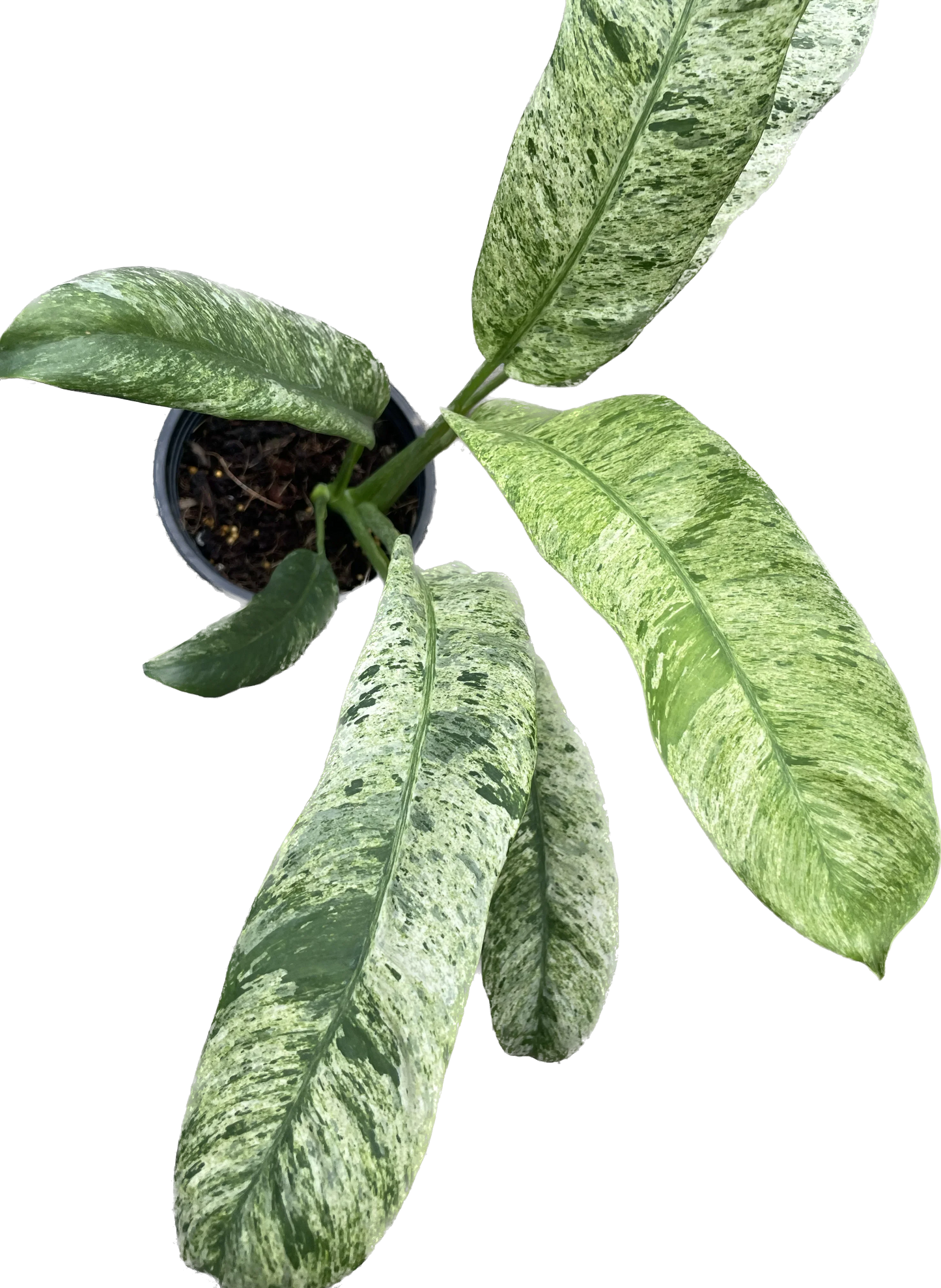 Epipremnum giganteum marble variegated