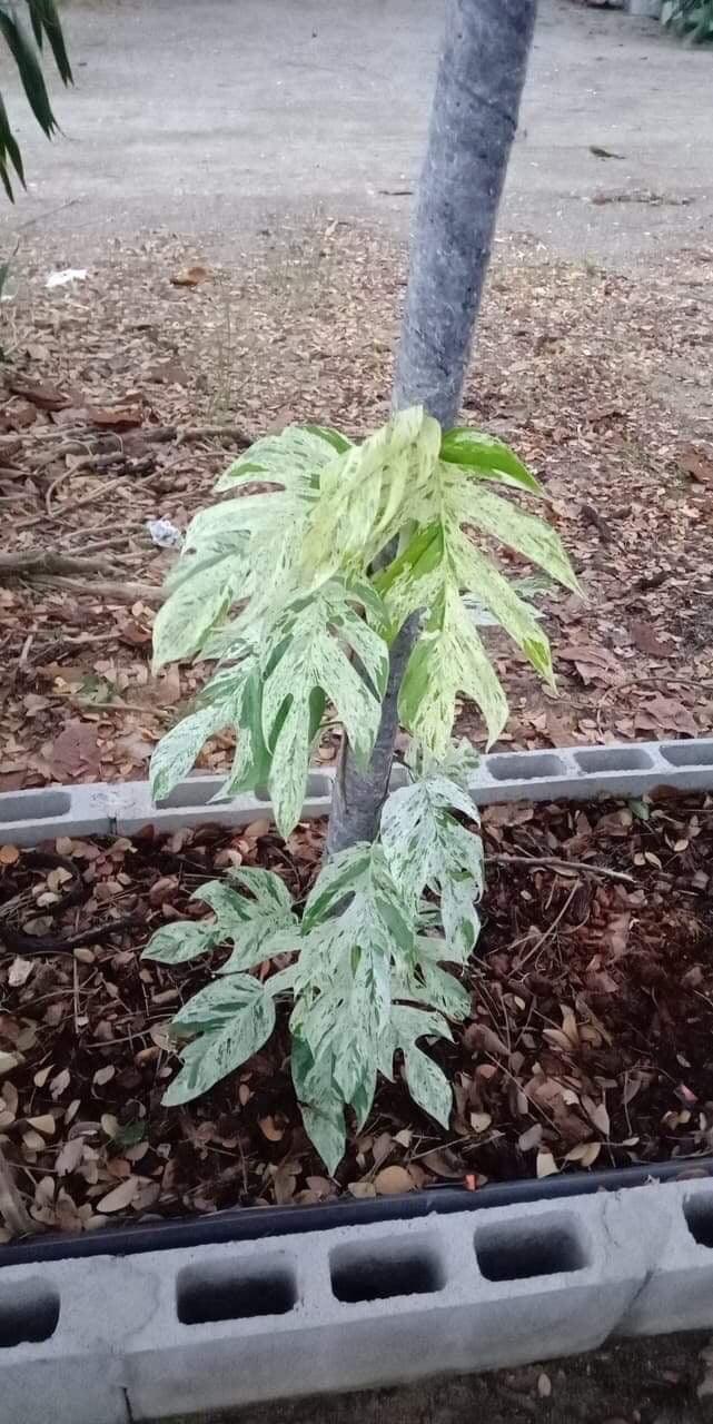 Epipremnum pinnatum marble variegated
