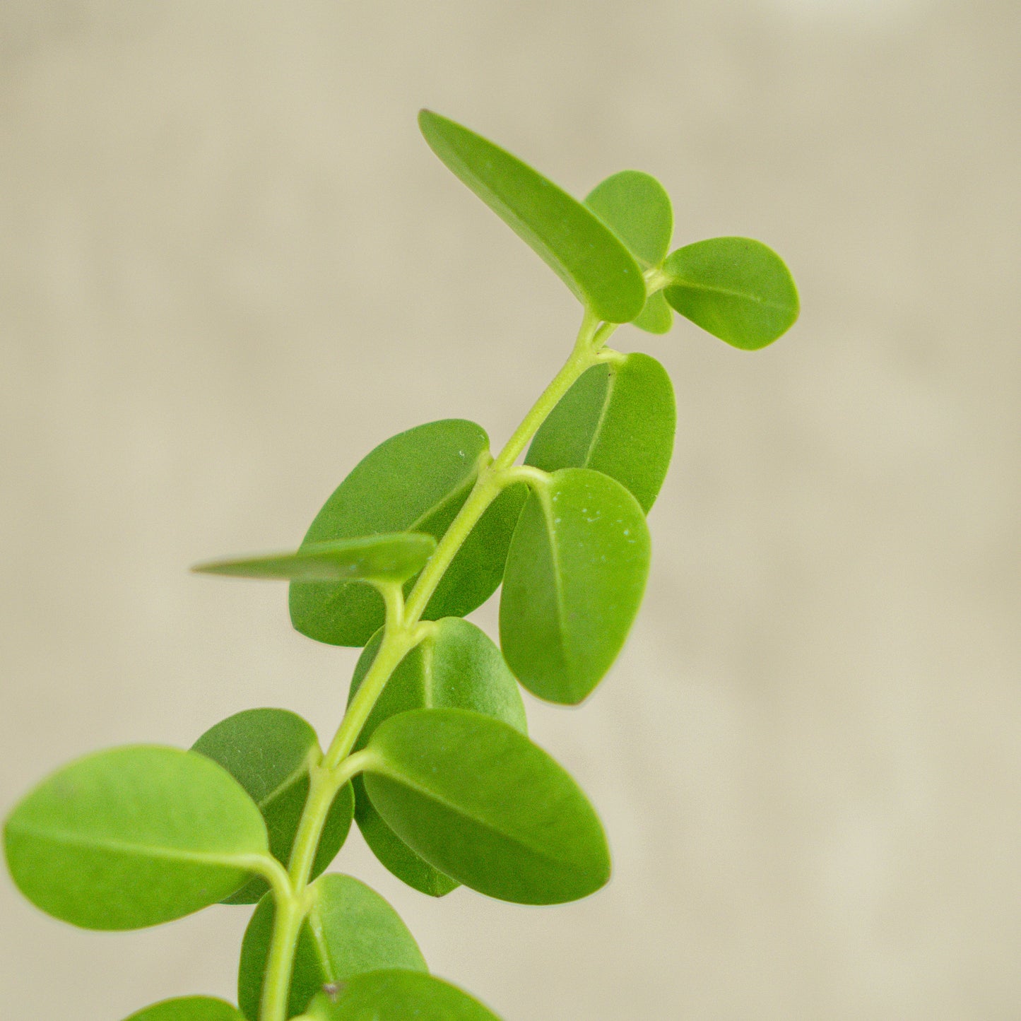 Hoya Cumingiana