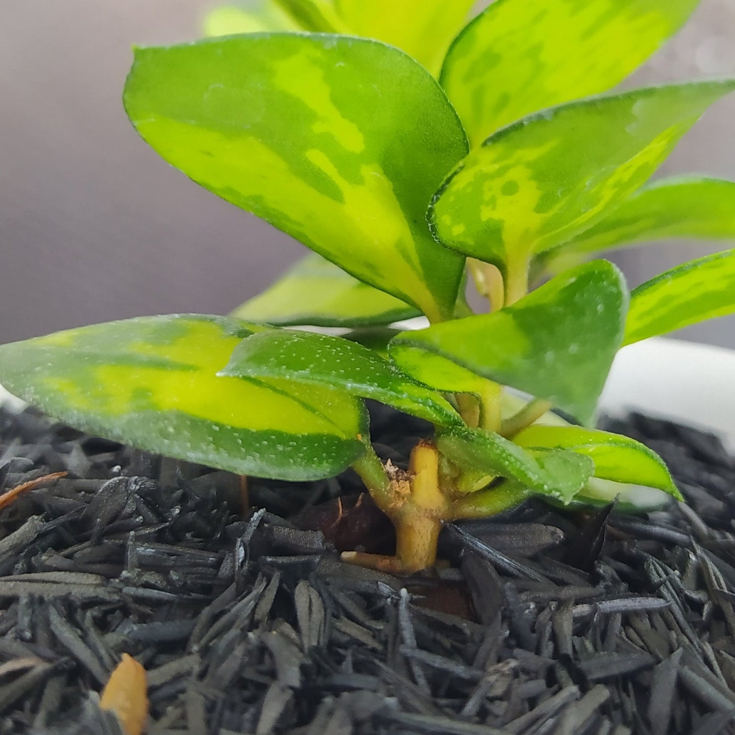 Hoya Lacunosa Asami Reverse