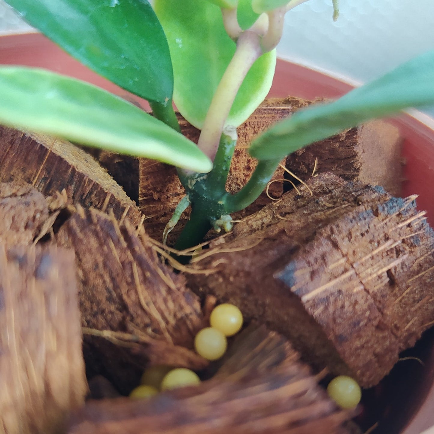 Hoya Lacunosa Kayas