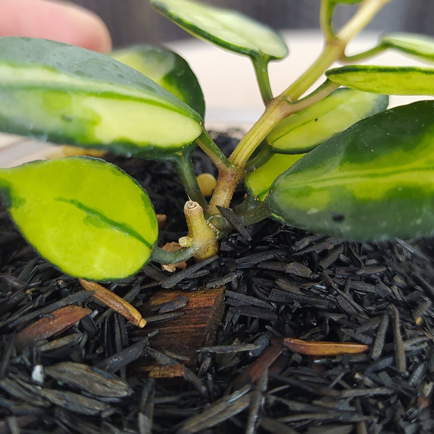 Hoya Lacunosa Platano
