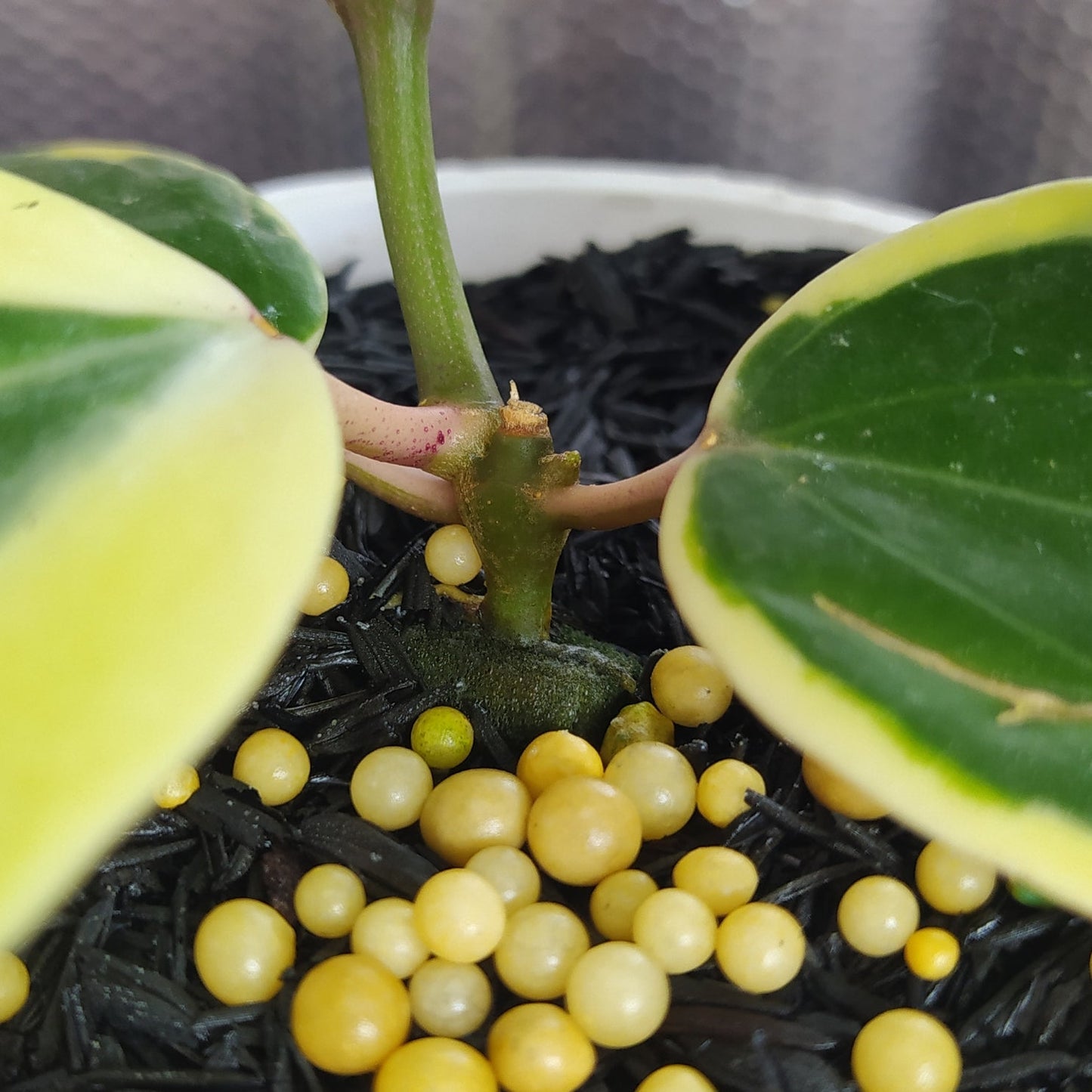 Hoya Latifolia SP Albomarginata Roundleaf