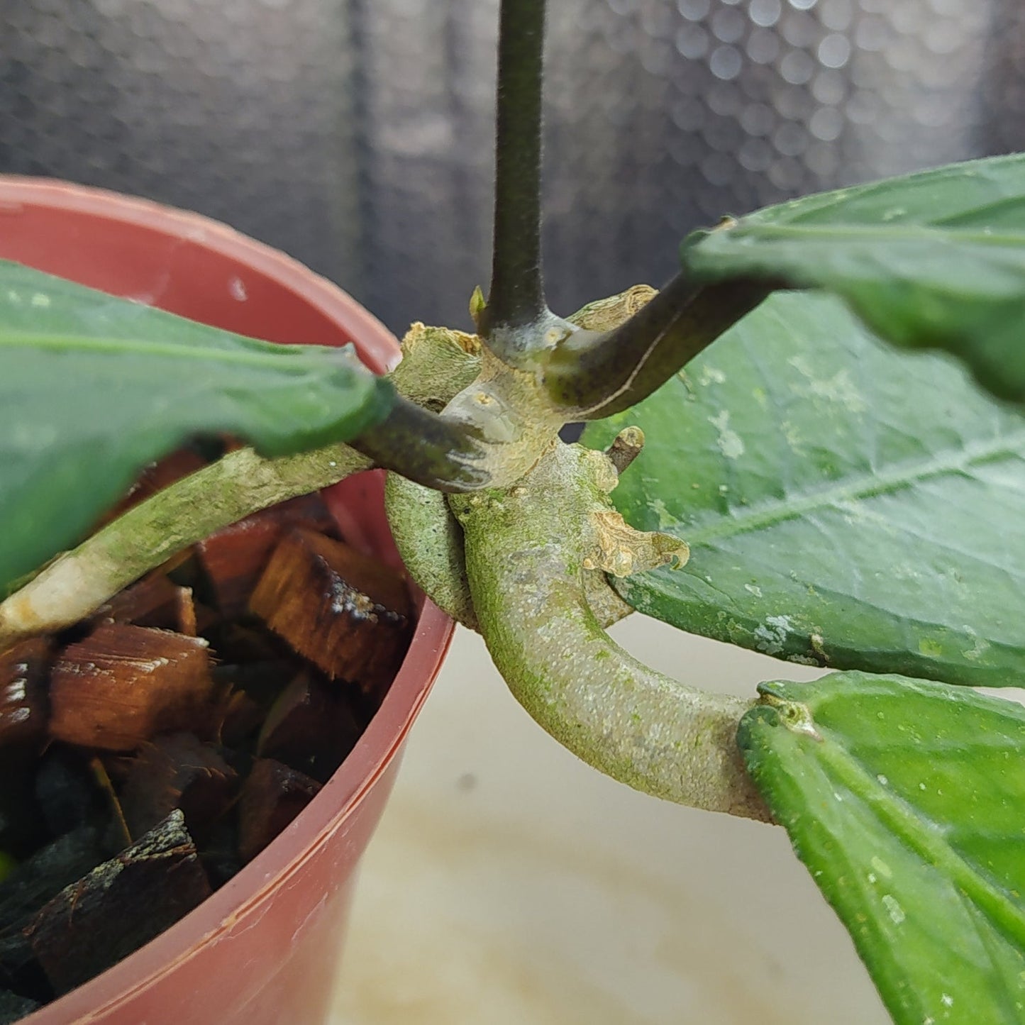 Hoya SP Aceh Gayo