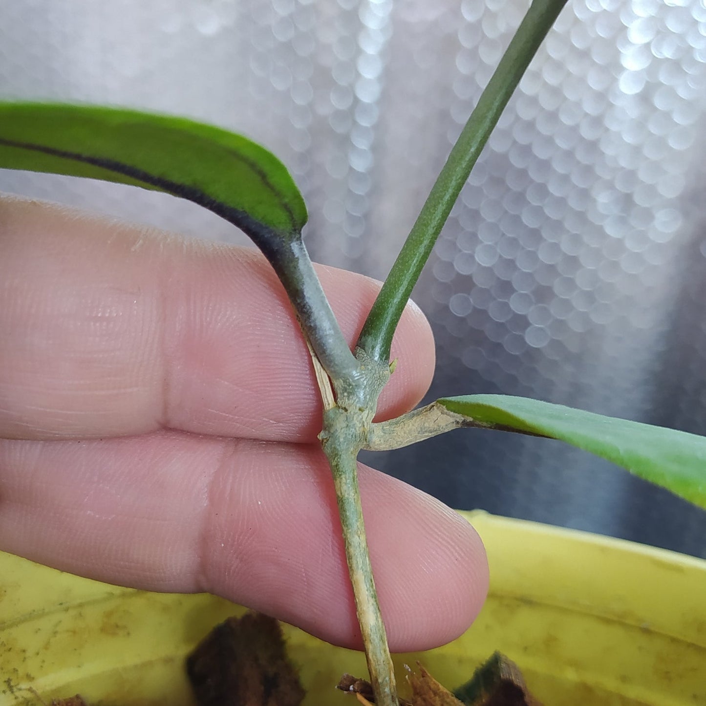 Hoya SP Aceh Gomas