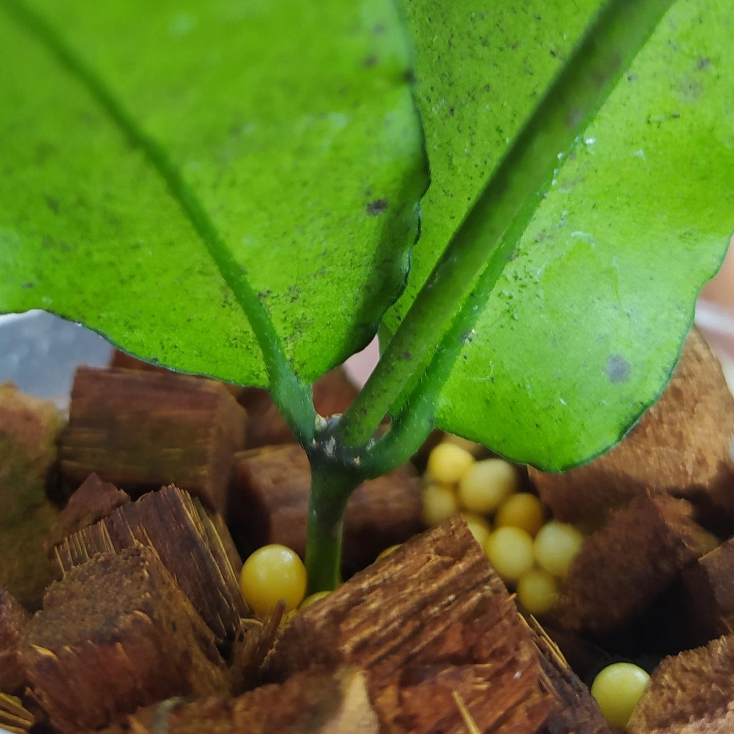 Hoya SP Liwa