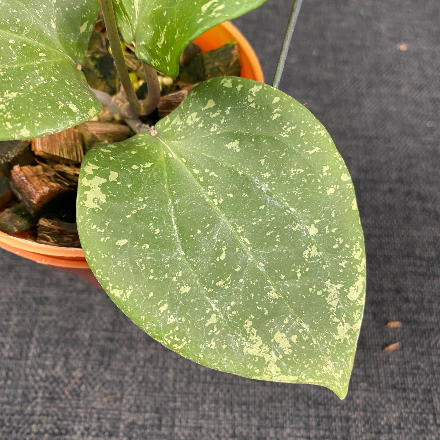 Hoya Balaensis Splash