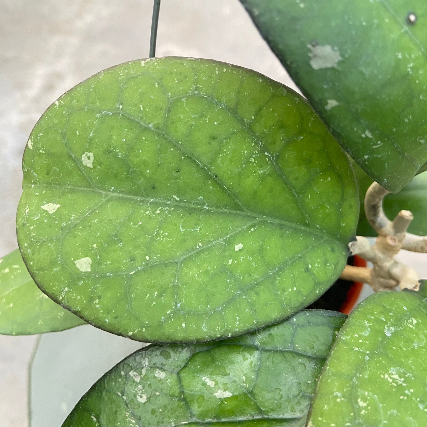 Hoya CV Elephant
