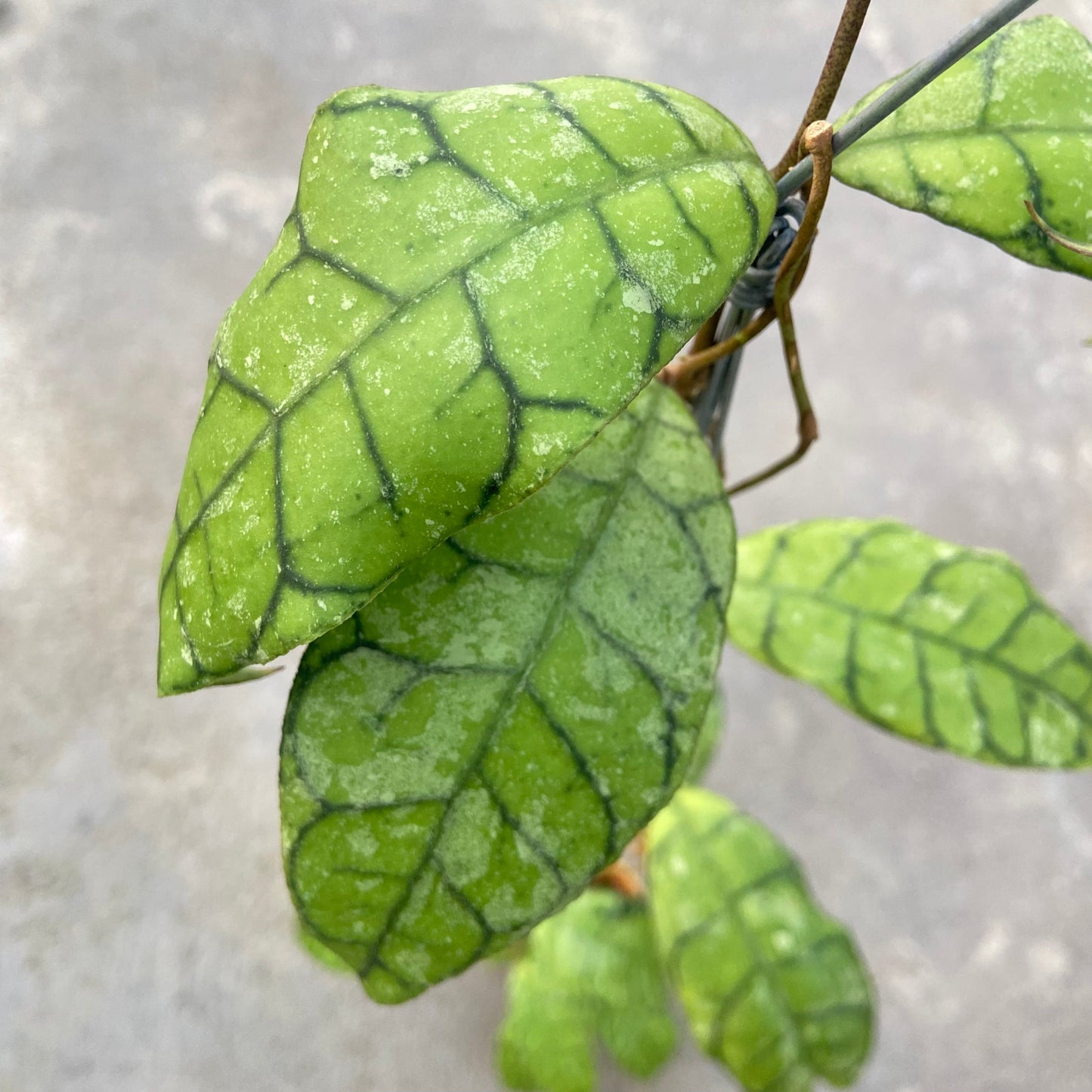 Hoya Callistophylla King Curly Splash