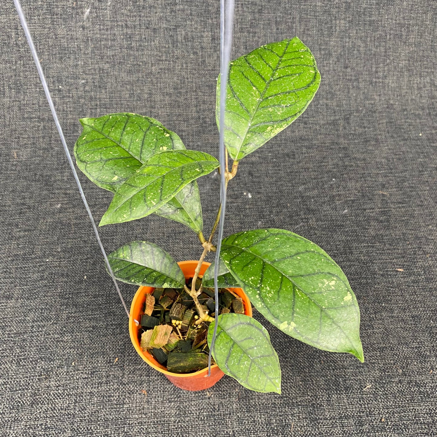 Hoya Callistophylla Spider
