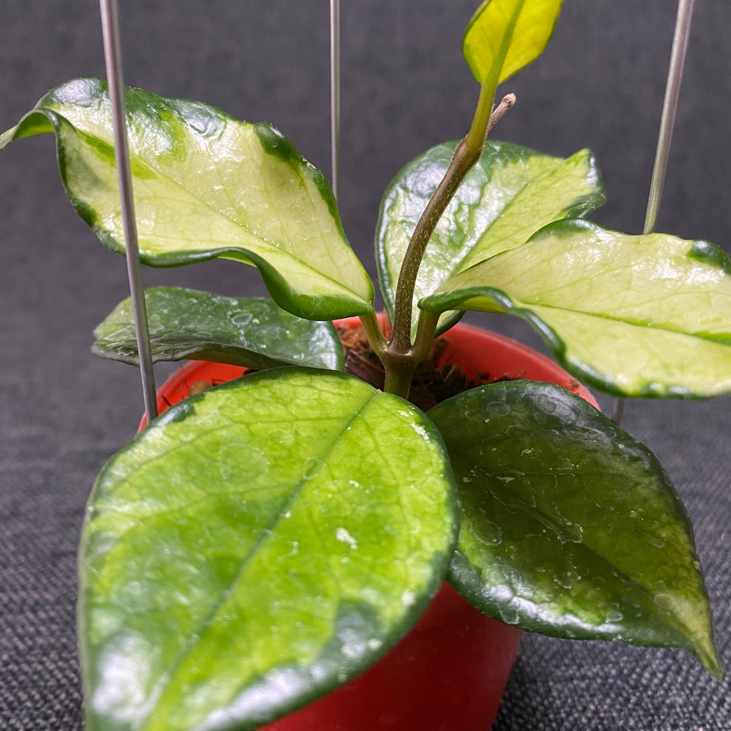 Hoya Carnosa Freckles Variegated