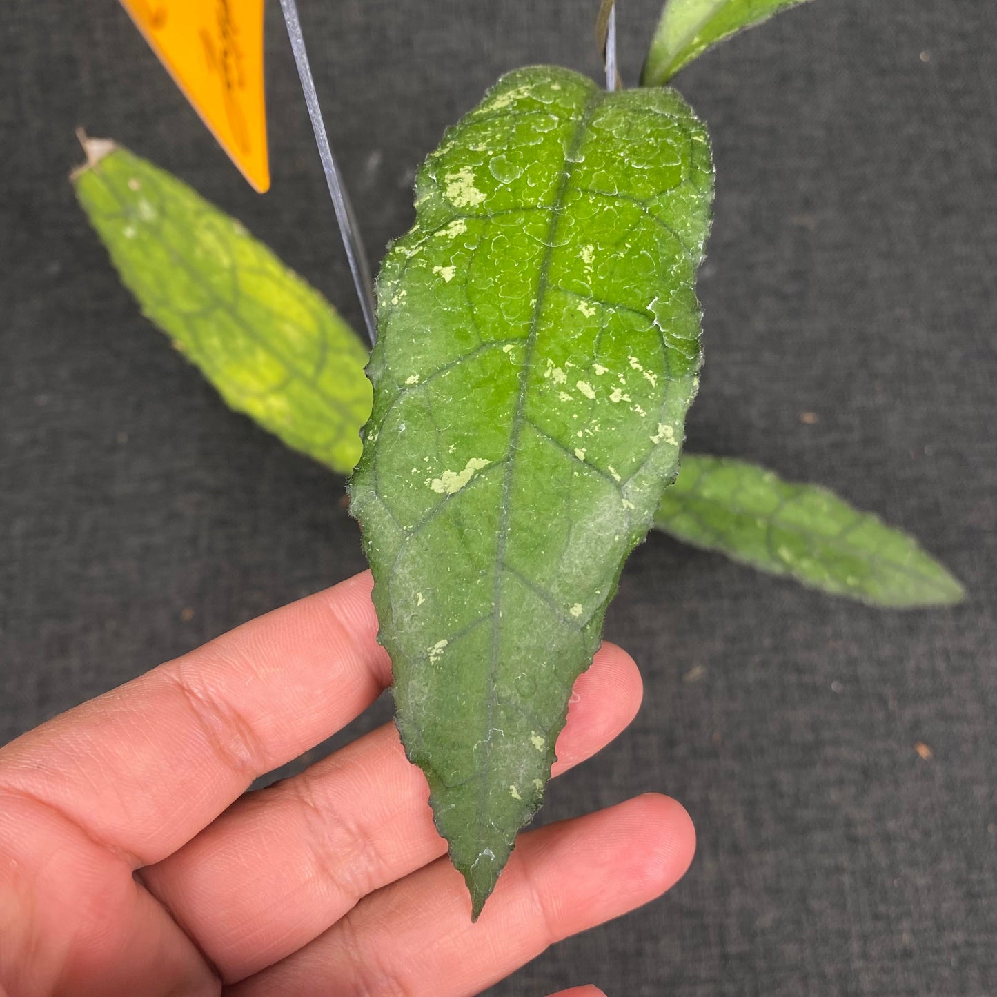 Hoya Clemensiorum Jungle