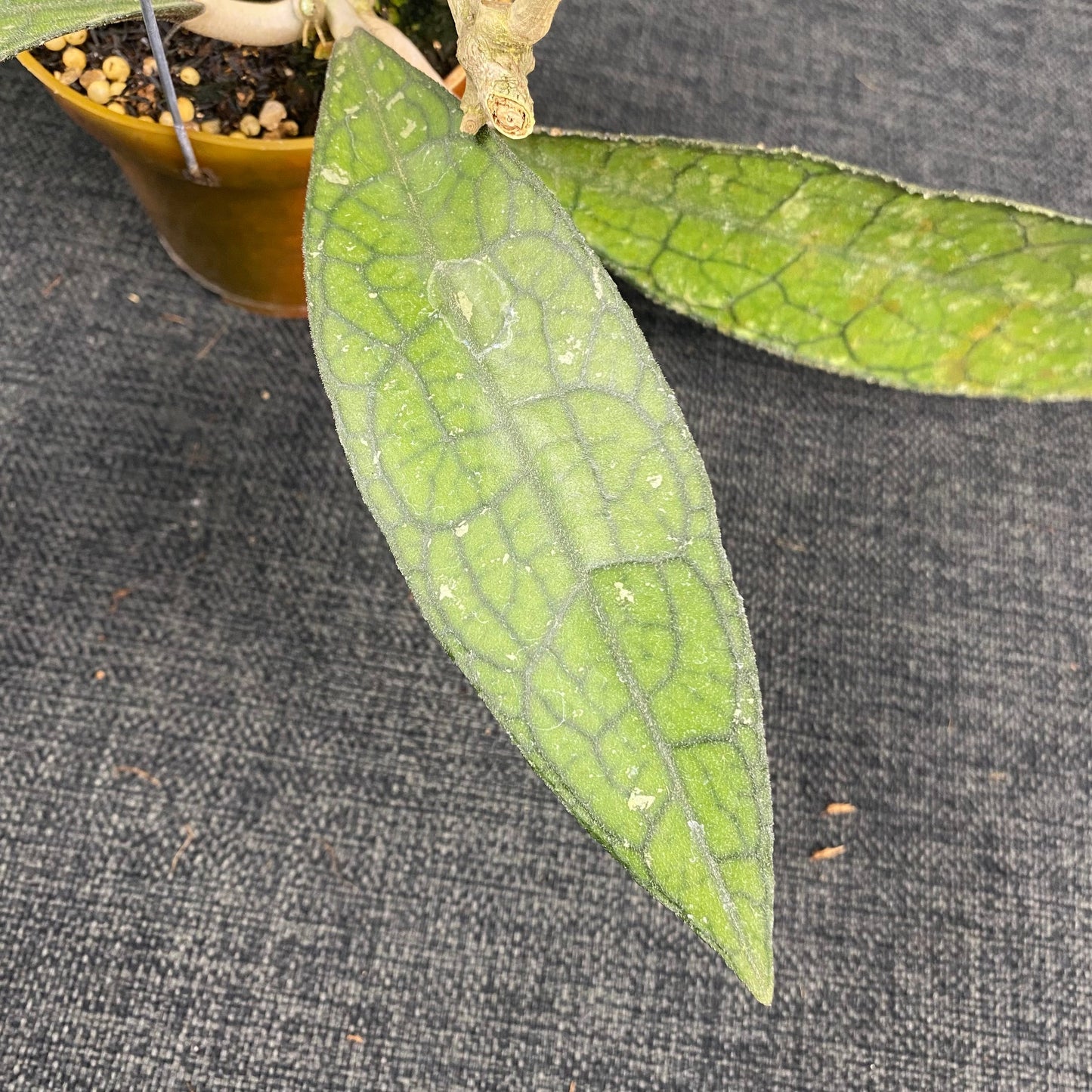Hoya Clemensiorum Labirinth
