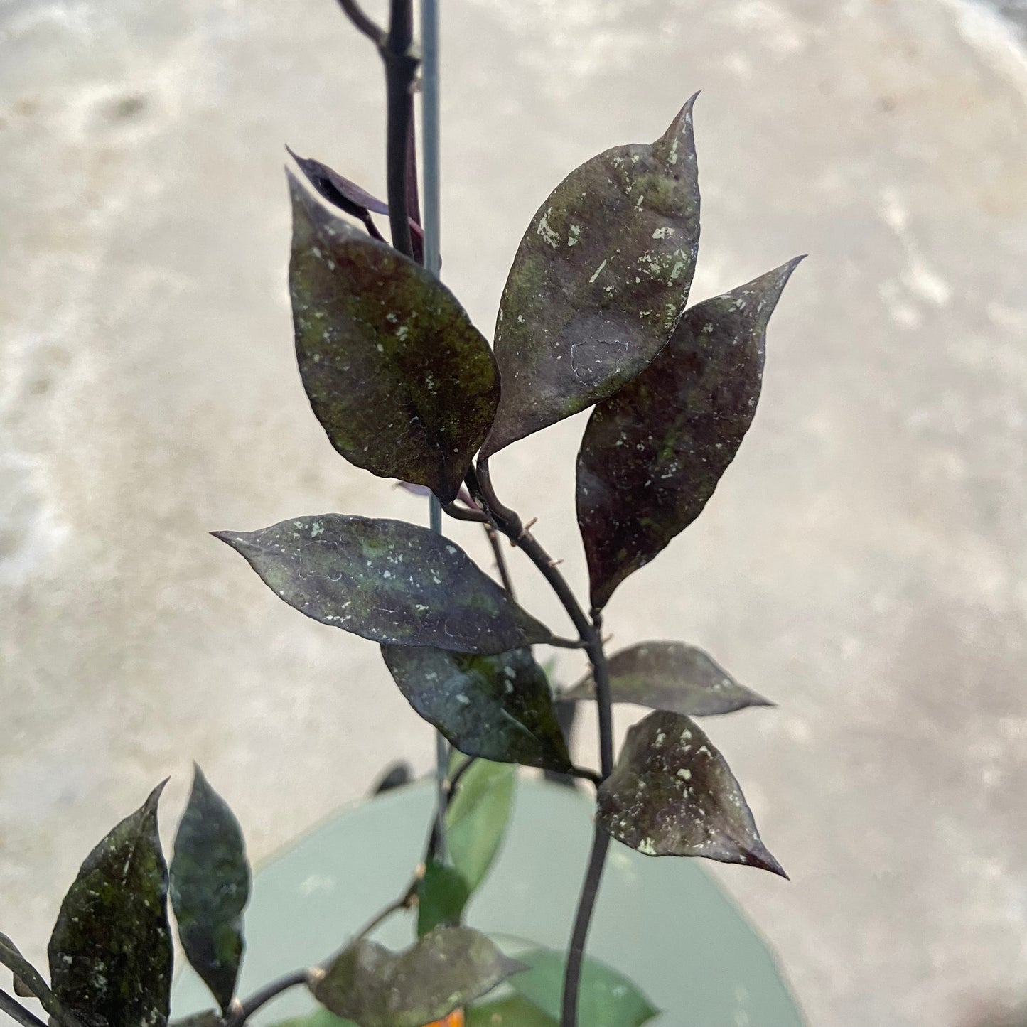 Hoya Lacunosa Black Royal