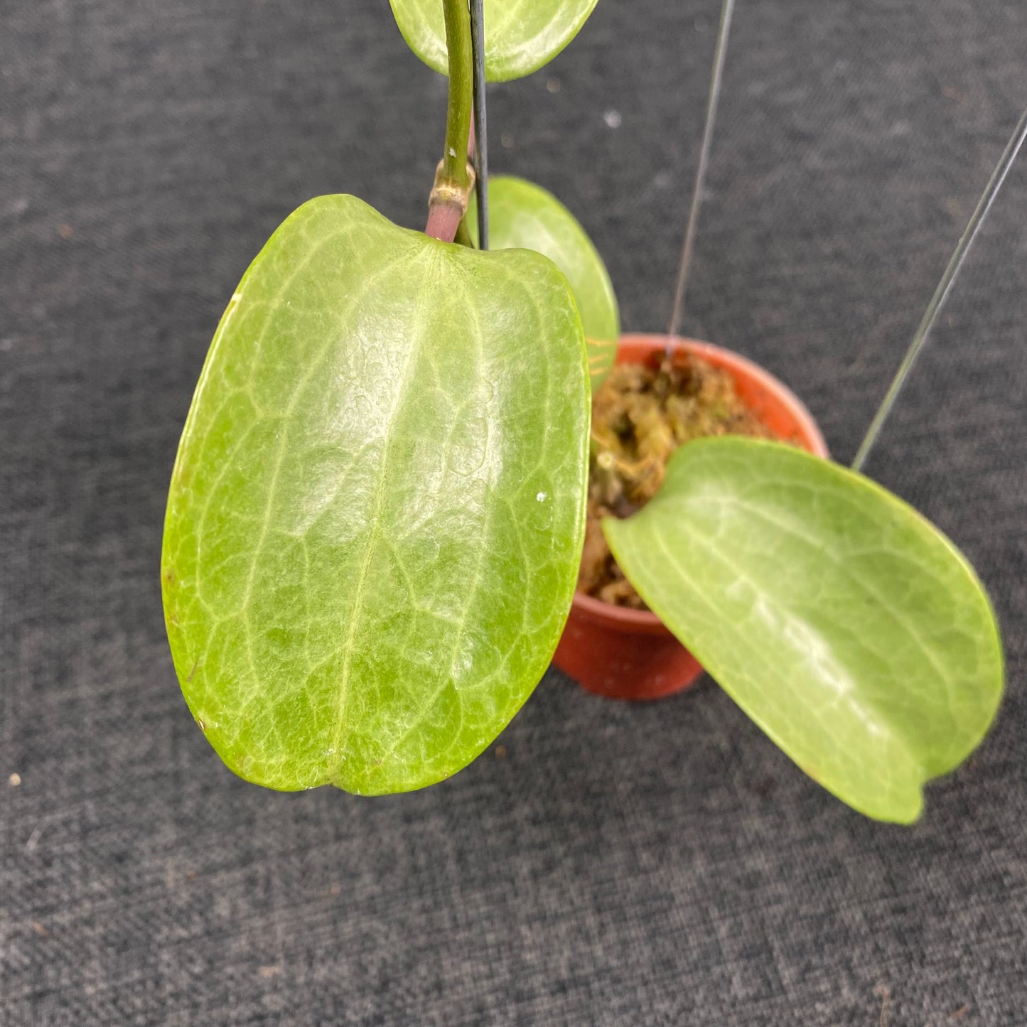 Hoya Latifolia Filea Silver