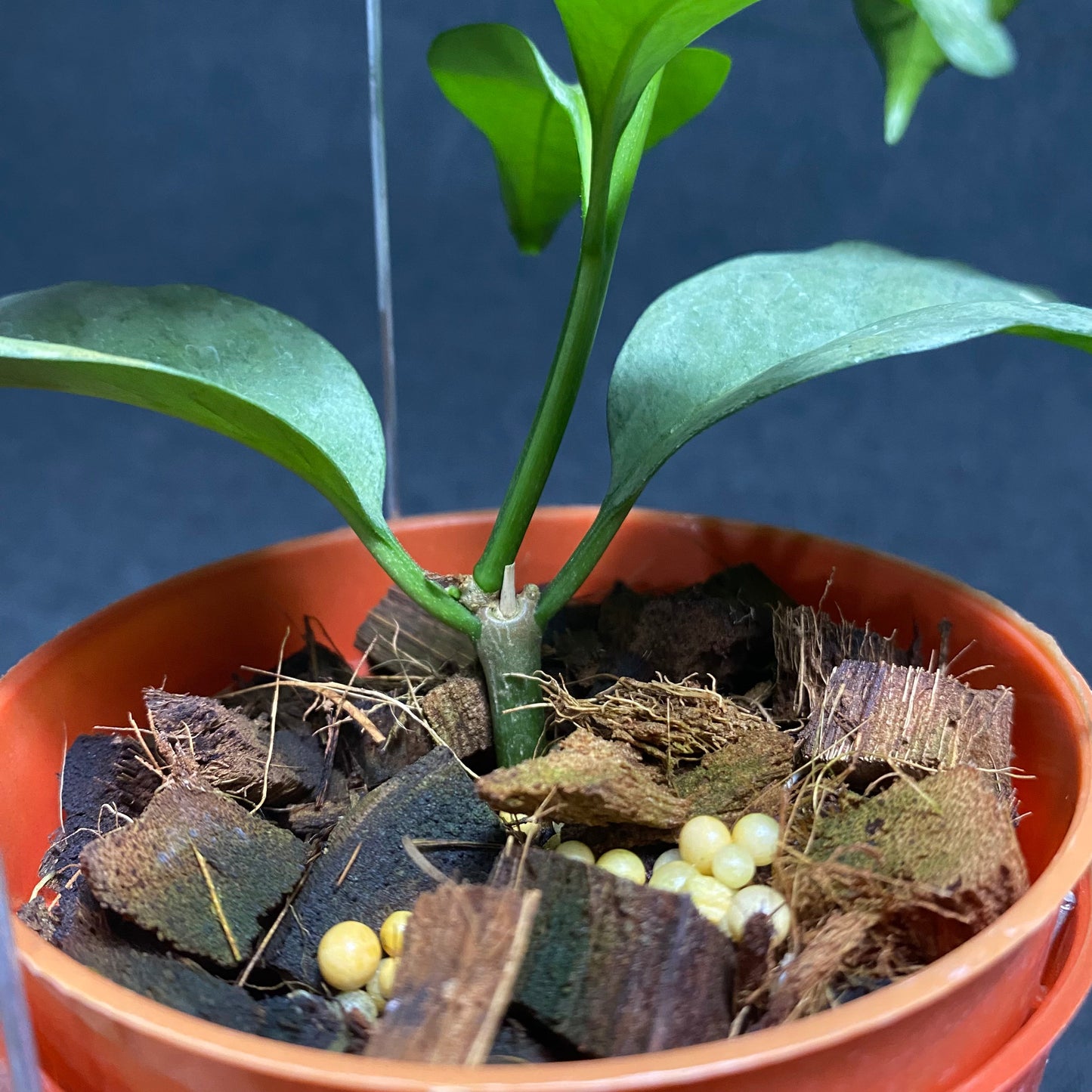 Hoya Multiflora Wonderphil