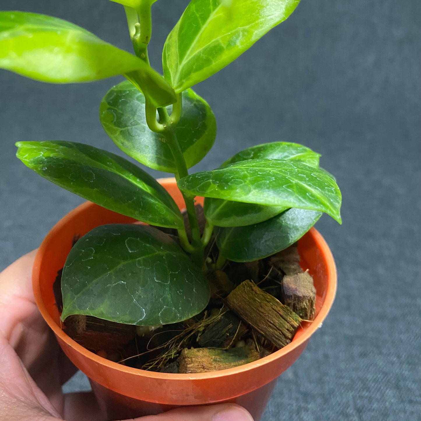 Hoya Obscura Albomarginata