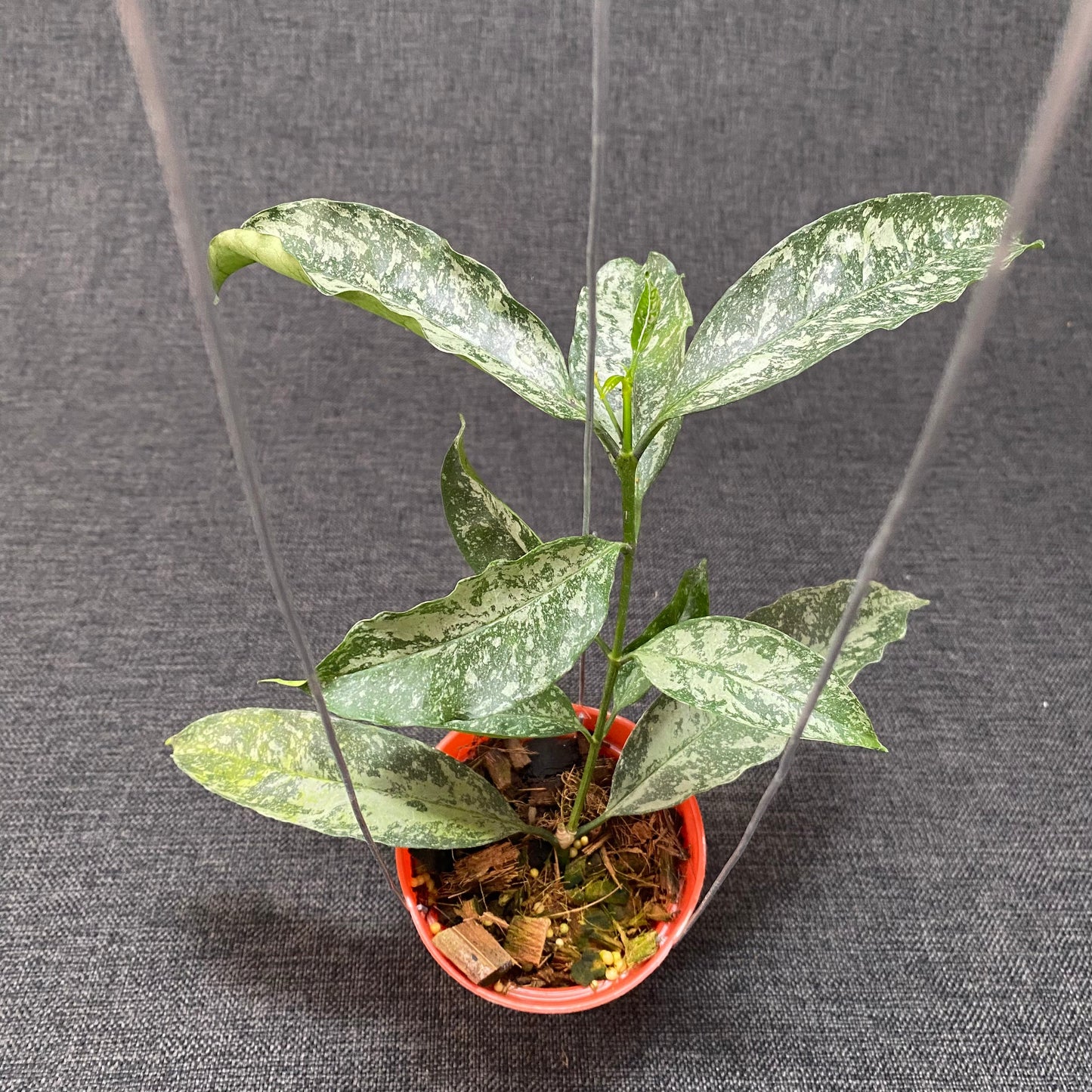 Hoya Occultata High Splash