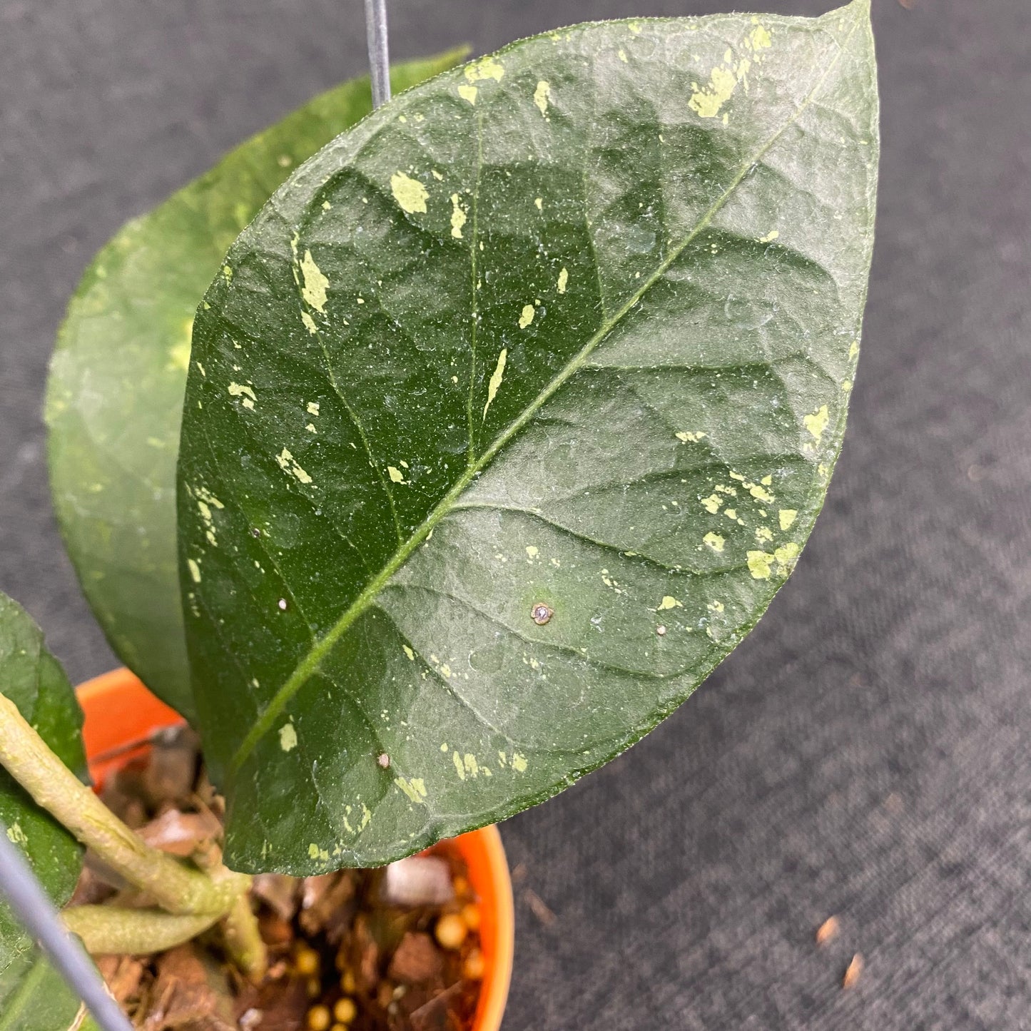 Hoya SP Aceh Black Rhino