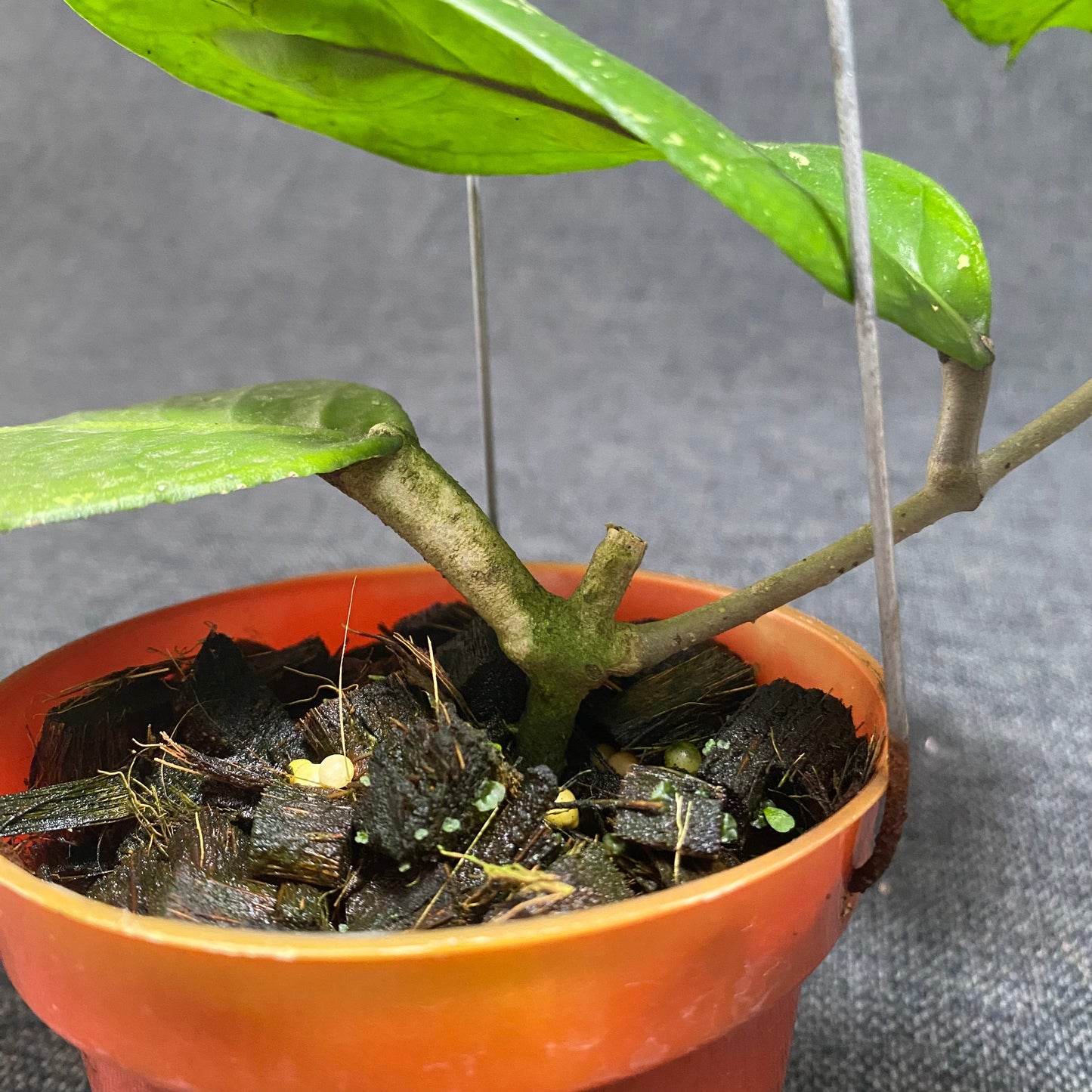 Hoya SP Aceh Brontofolia
