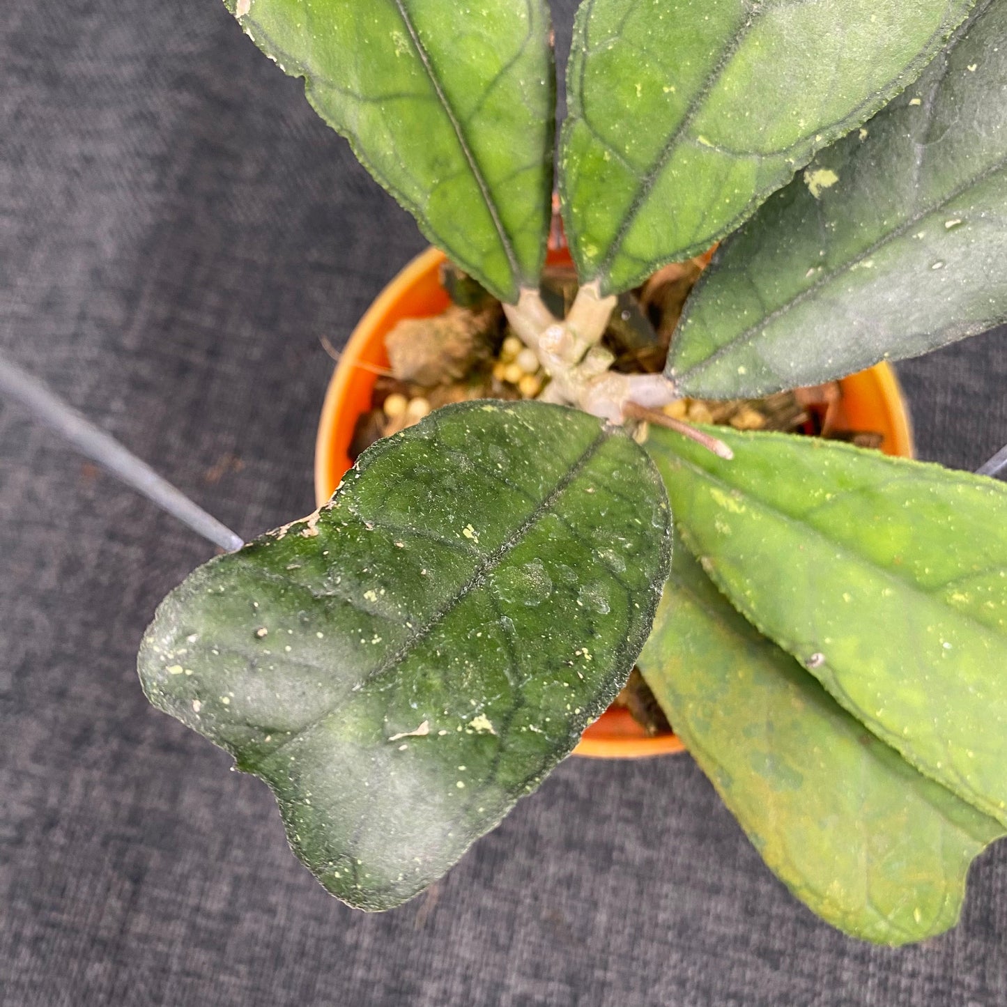 Hoya SP Aceh Butterfly