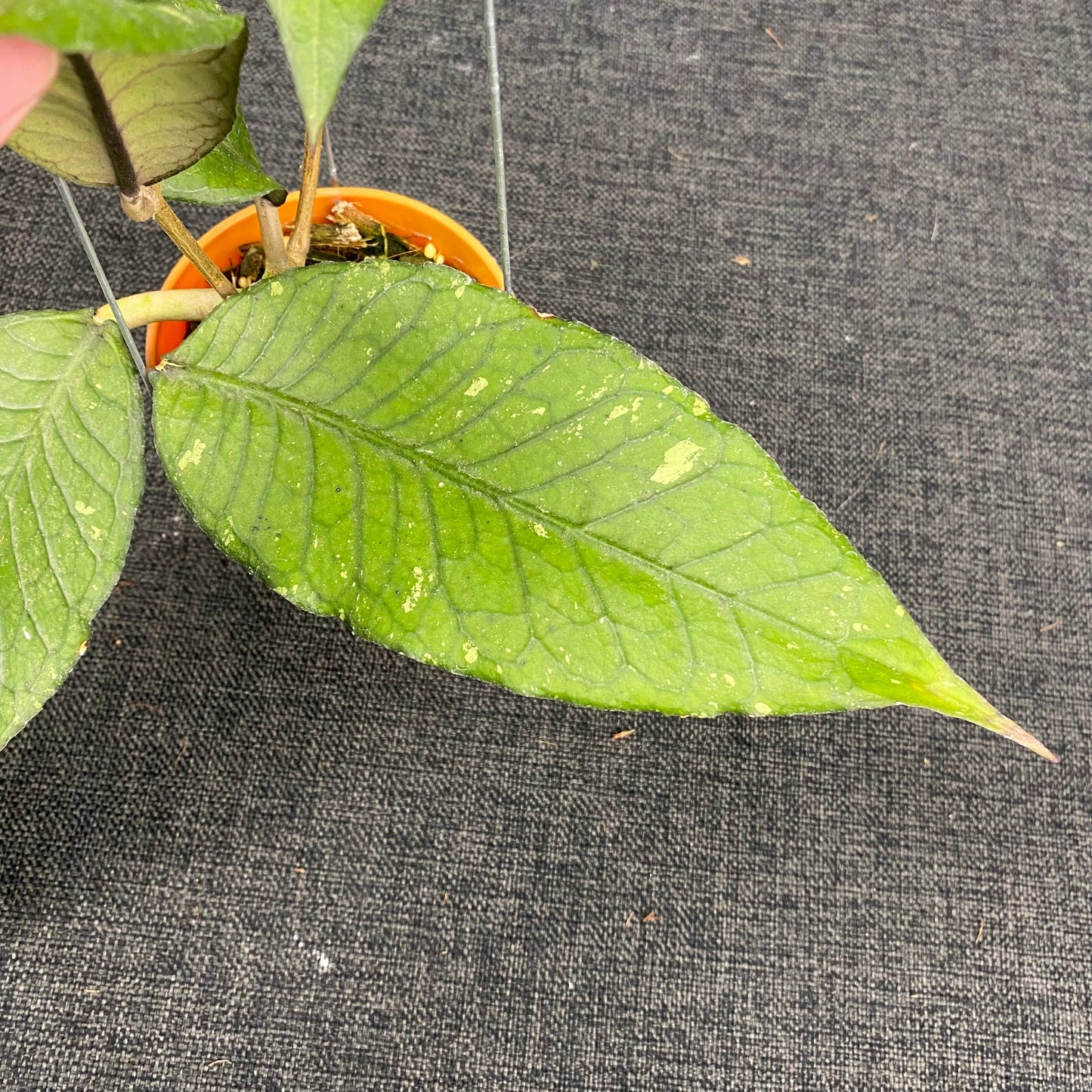 Hoya SP Aceh Dark Maze