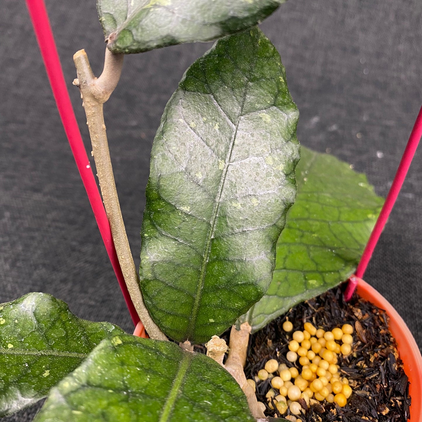 Hoya SP Aceh Dragon