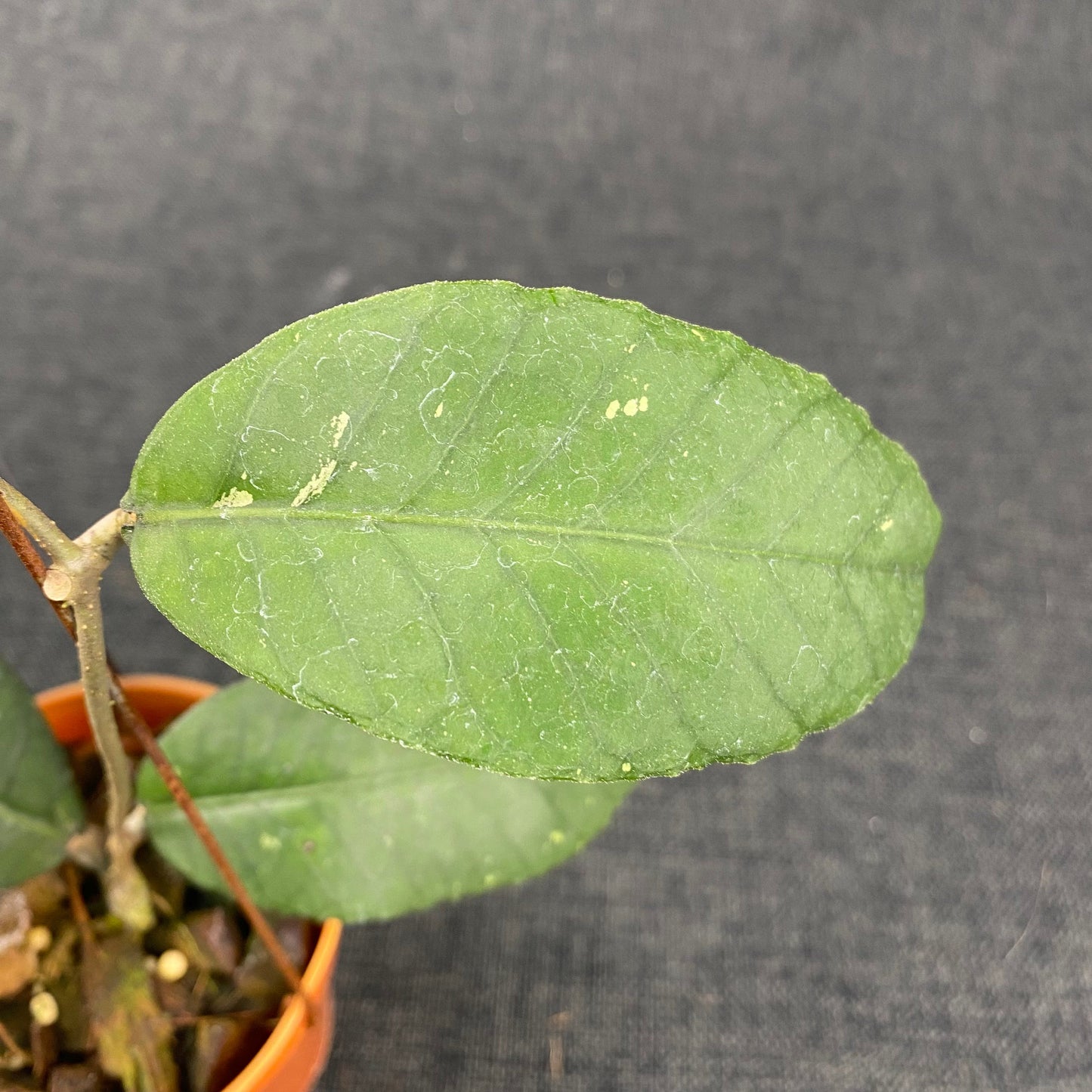 Hoya SP Aceh Jungle Queen