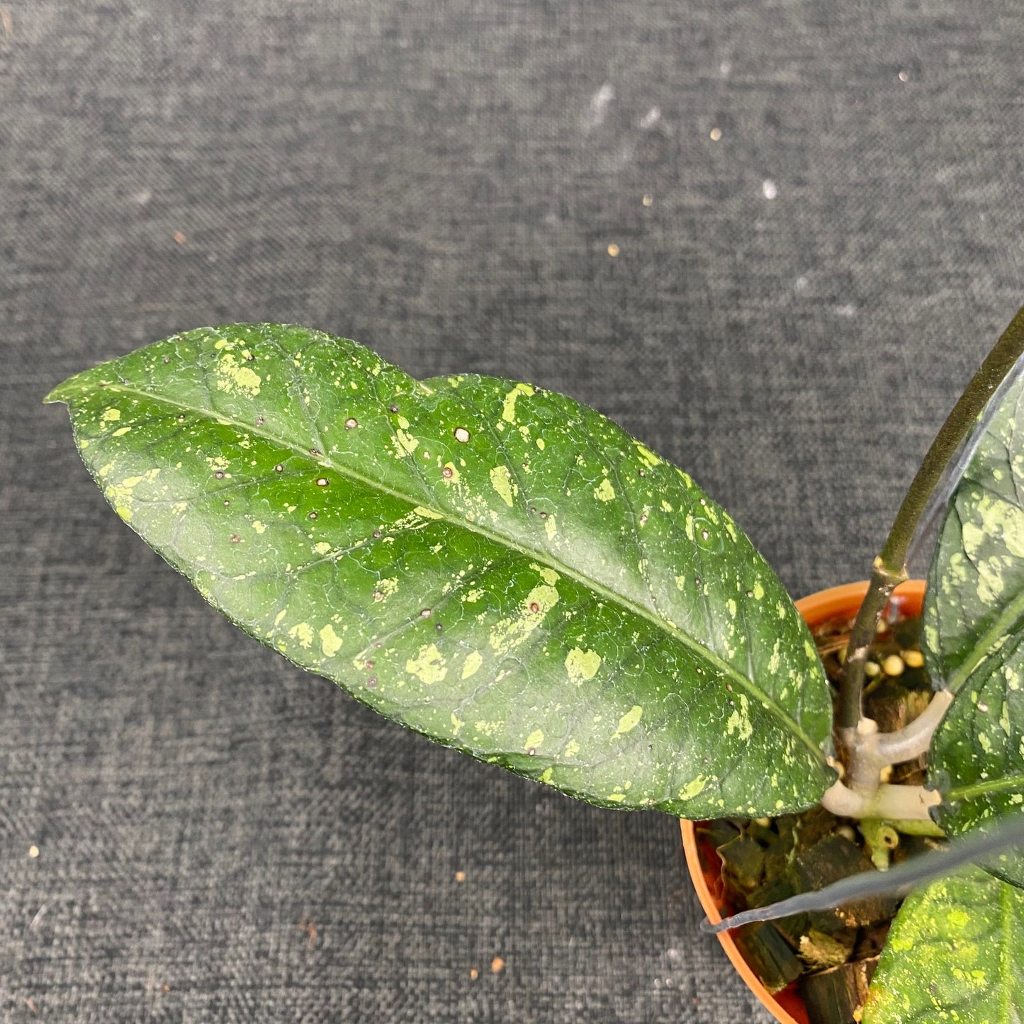 Hoya SP Aceh Malaking