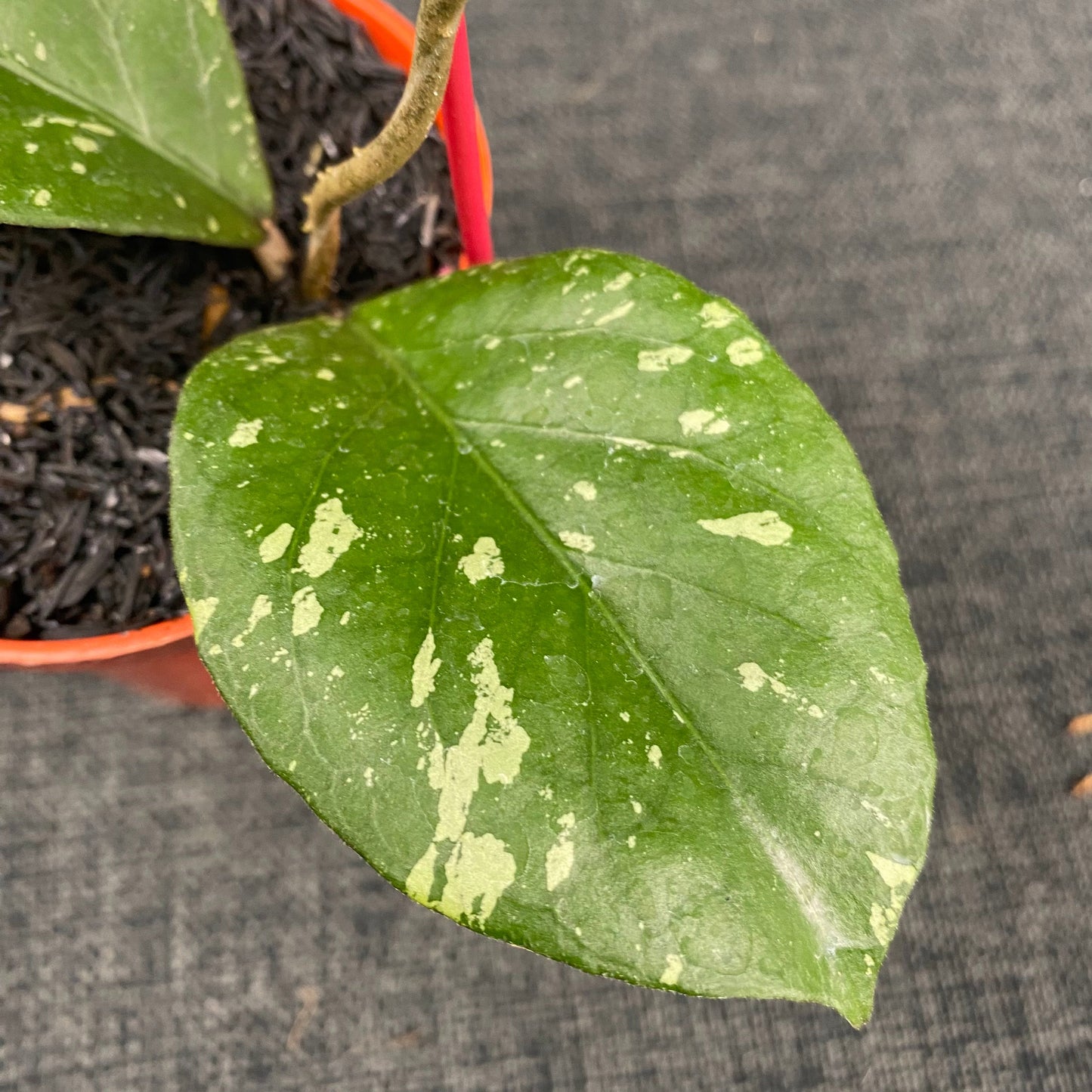 Hoya SP Aceh Manohara