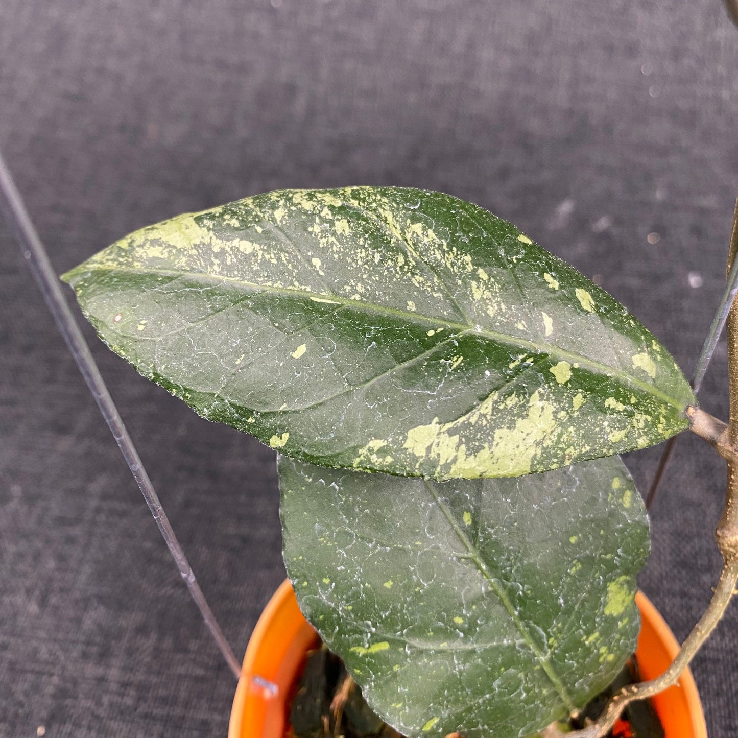 Hoya SP Aceh Rare Pattern