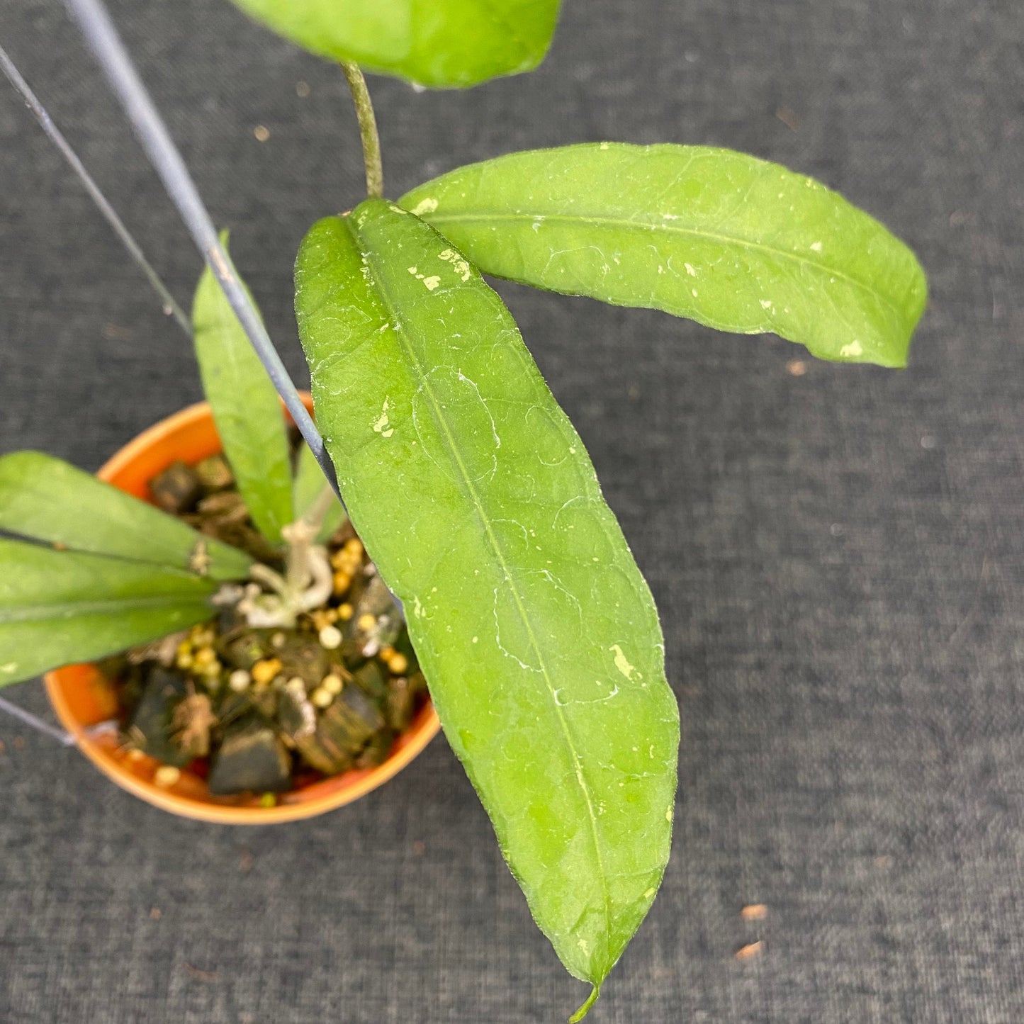Hoya SP Aceh Smiling Dragon