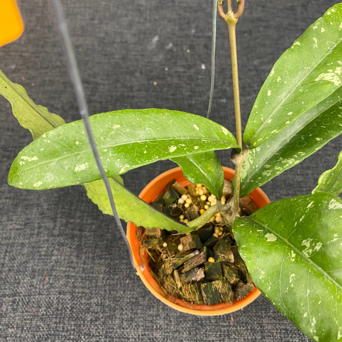 Hoya SP Aceh Tyran