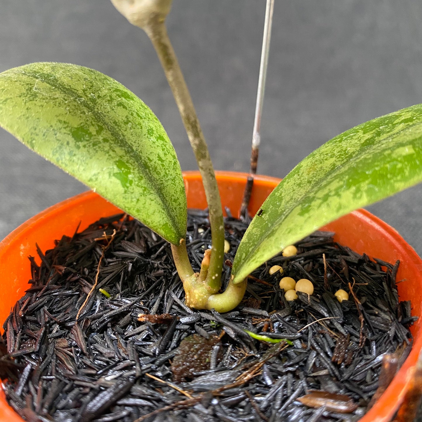 Hoya SP Kapuas Hulu High Splash