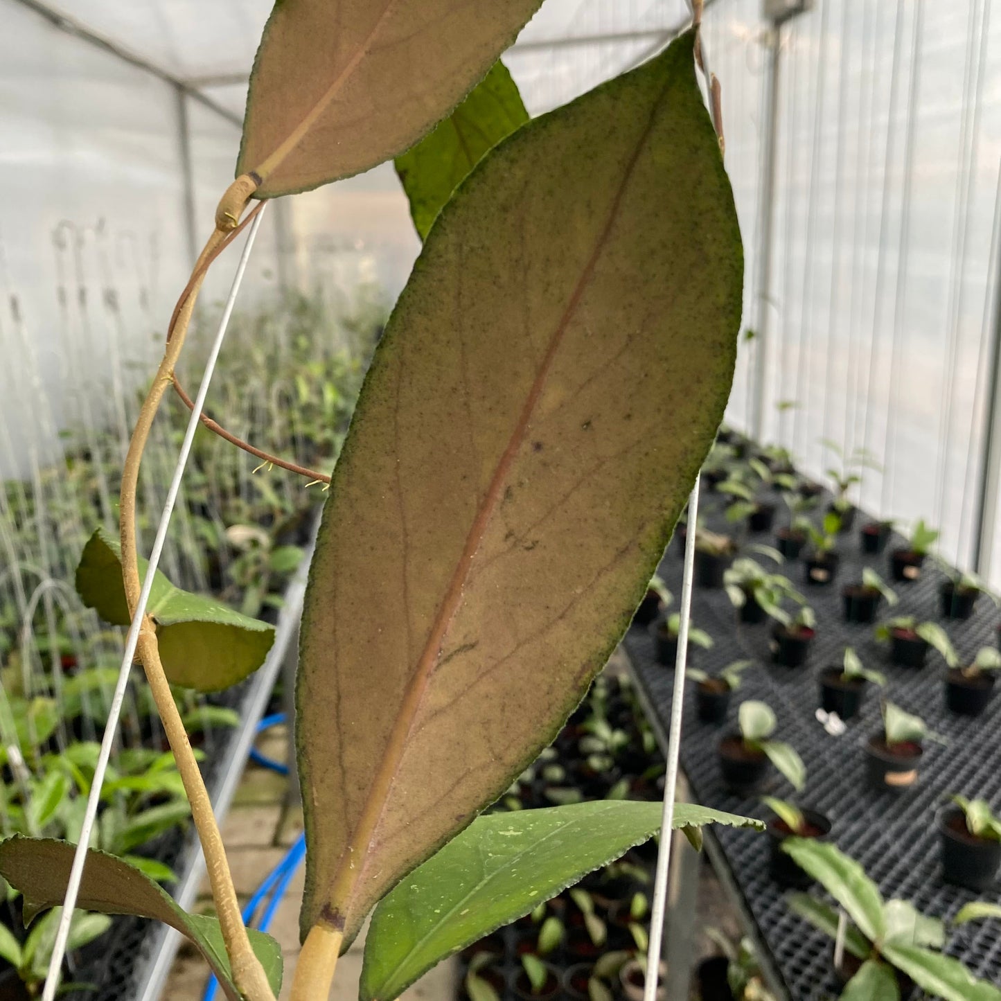 Hoya SP Tanggamus Bottom Red