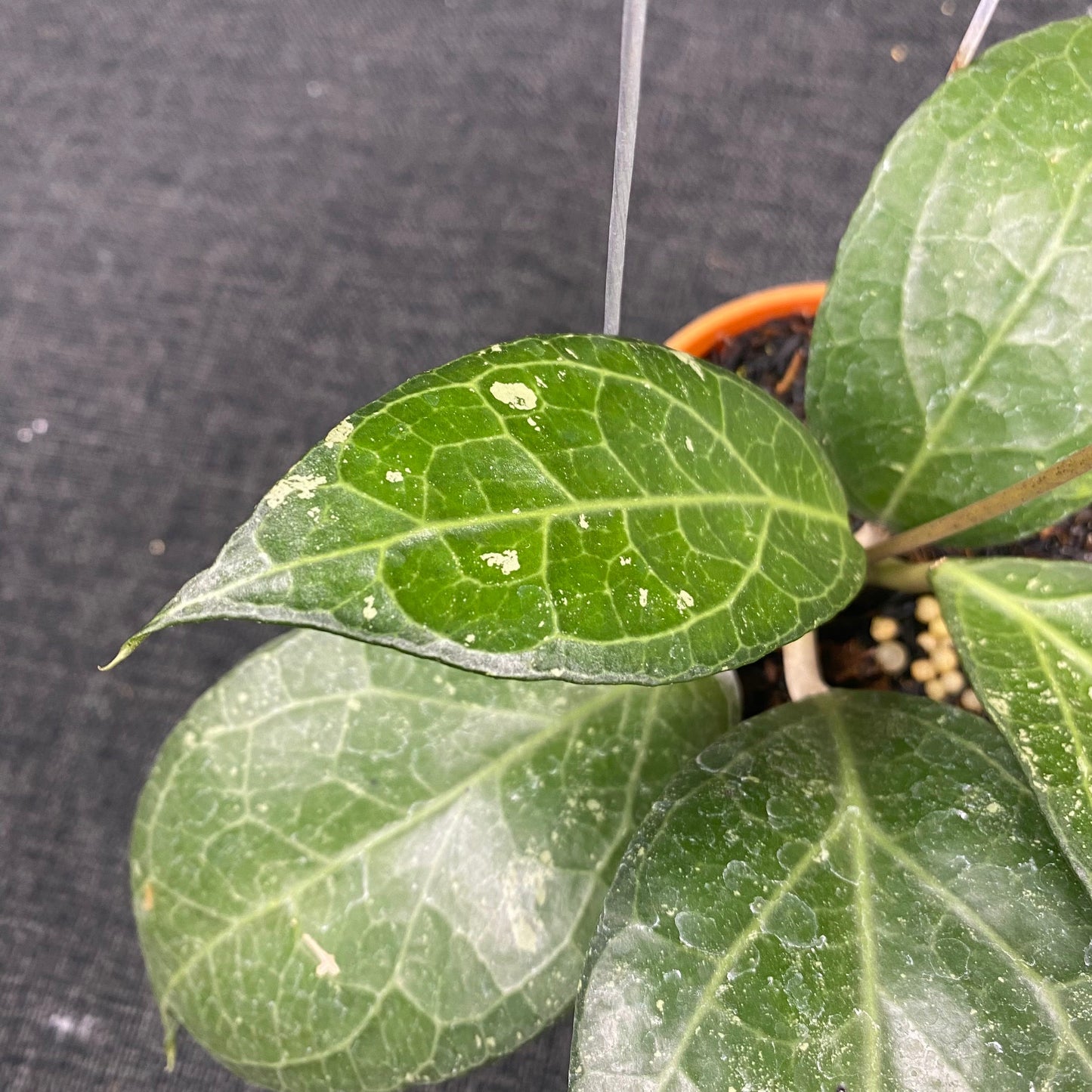 Hoya SP Tanggamus Wayang