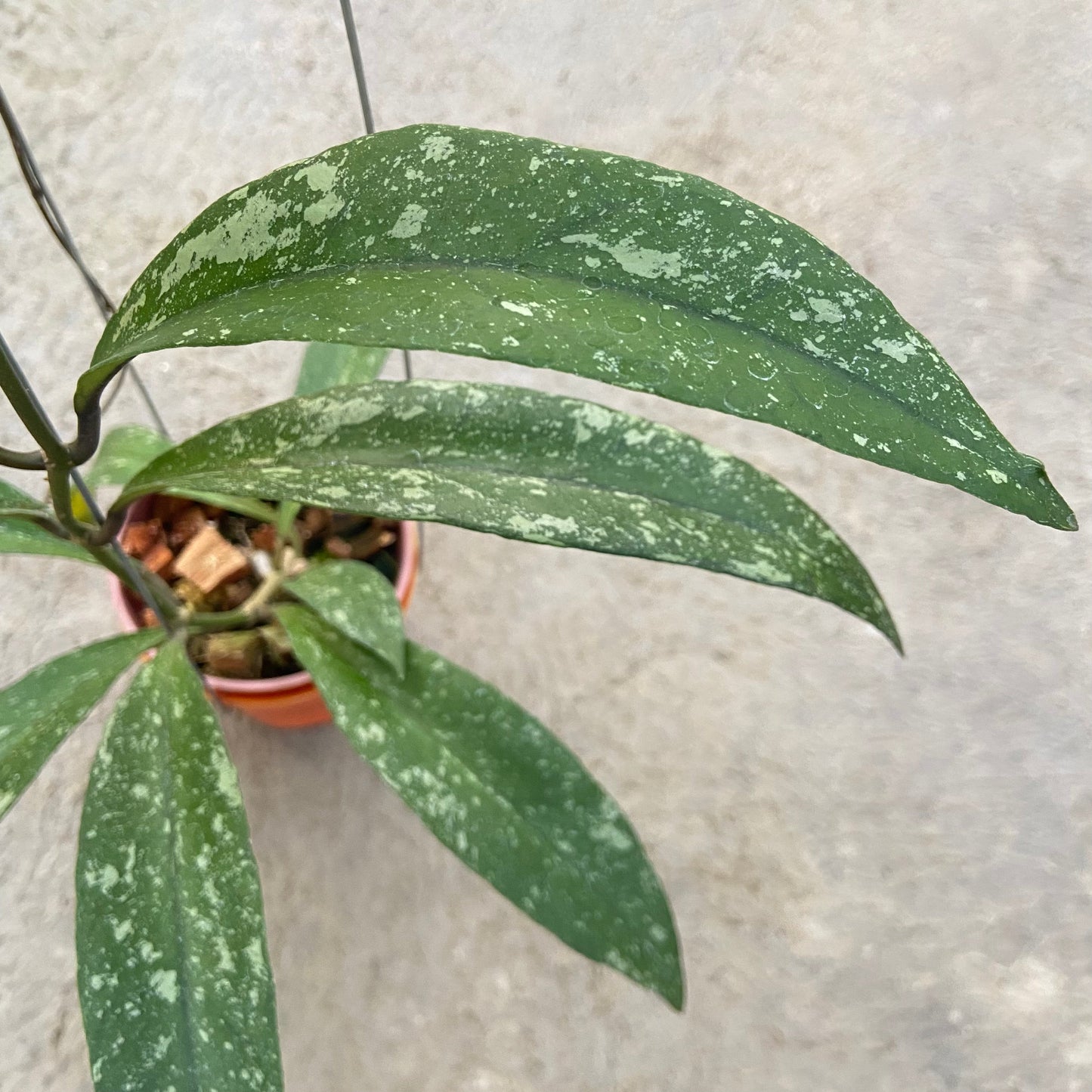 Hoya Sulawesiana x Clemensiorum Splash