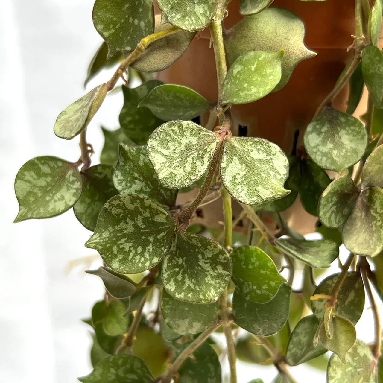 Hoya Curtisii Variegated