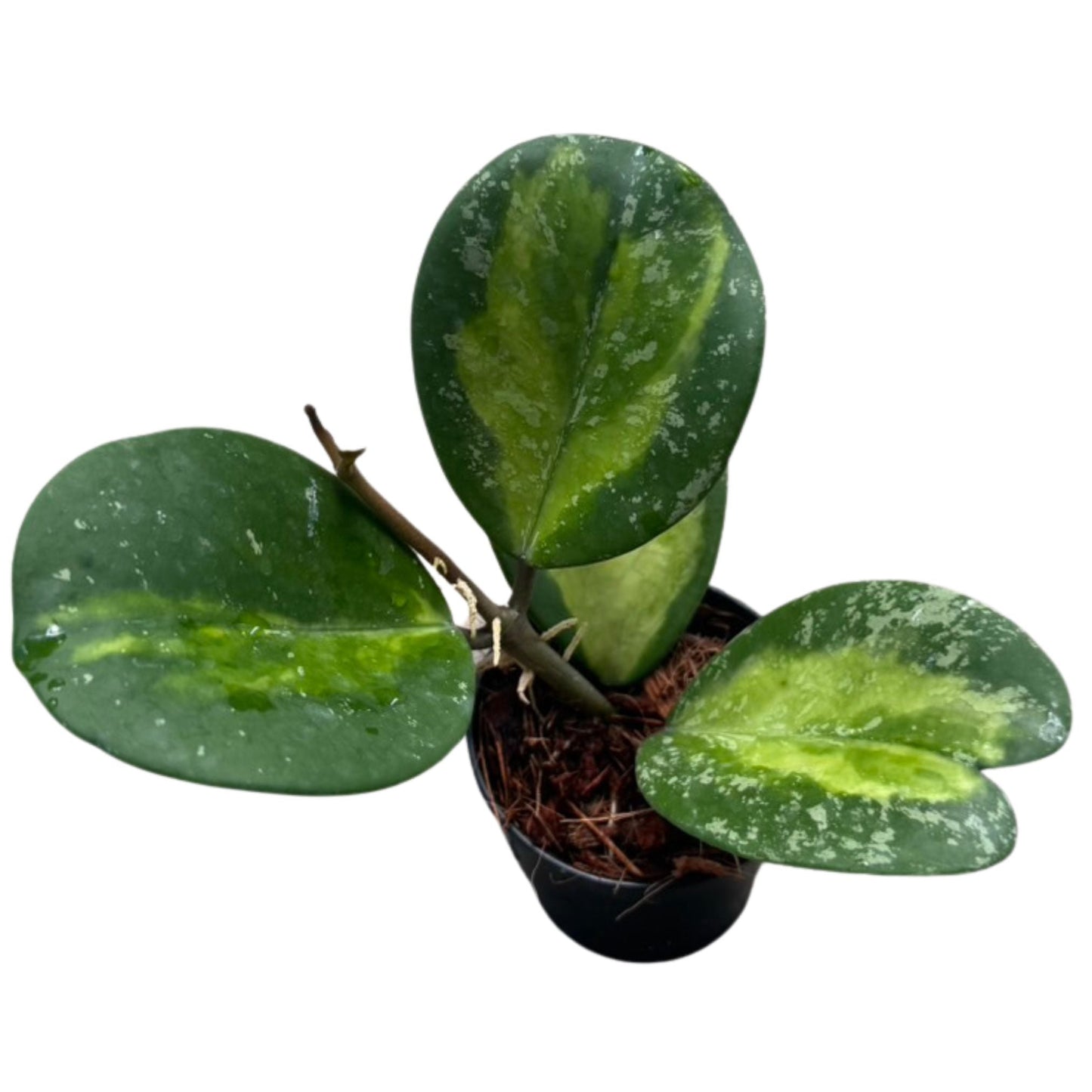 Hoya obovata Inner Variegated