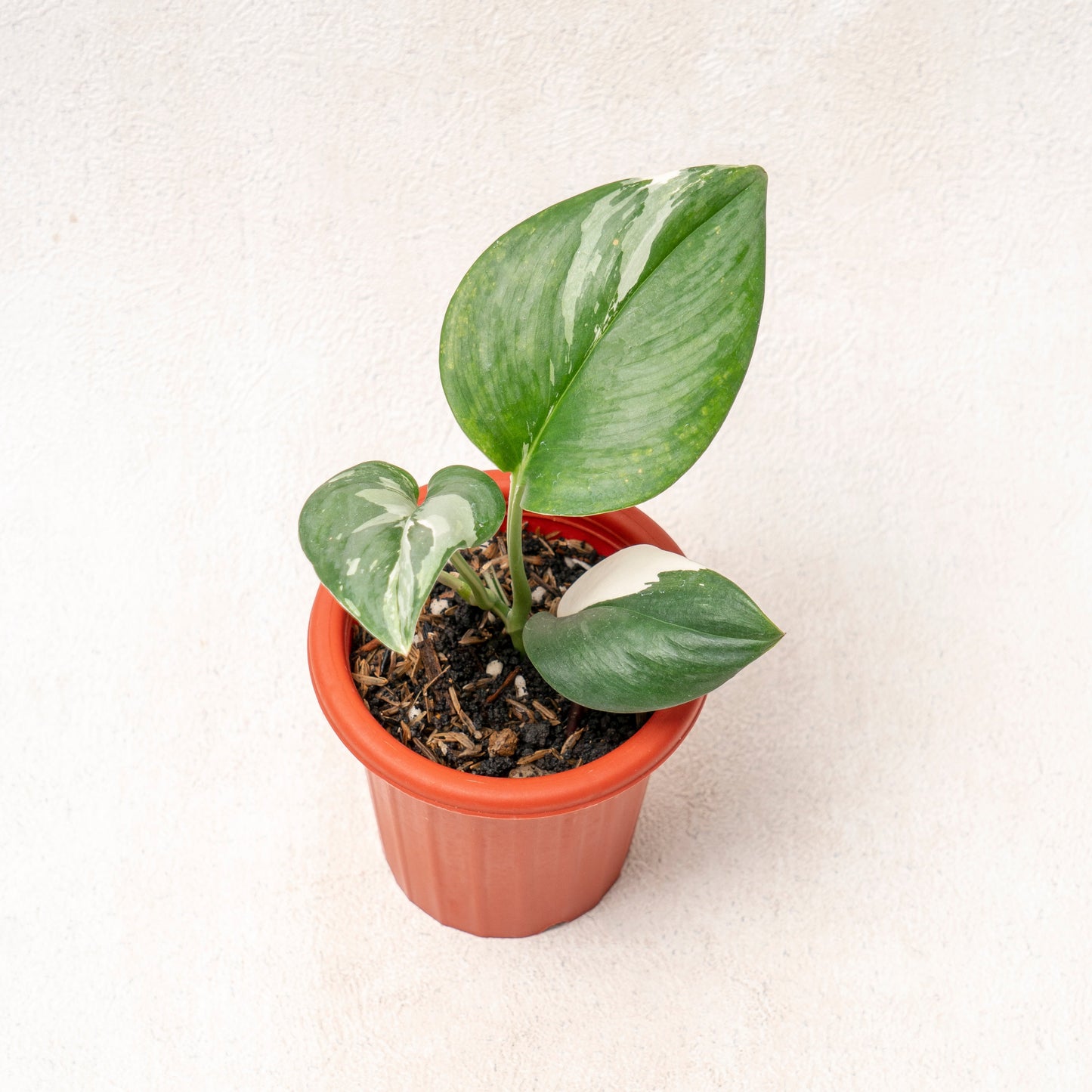 Scindapsus Moonlight Variegated