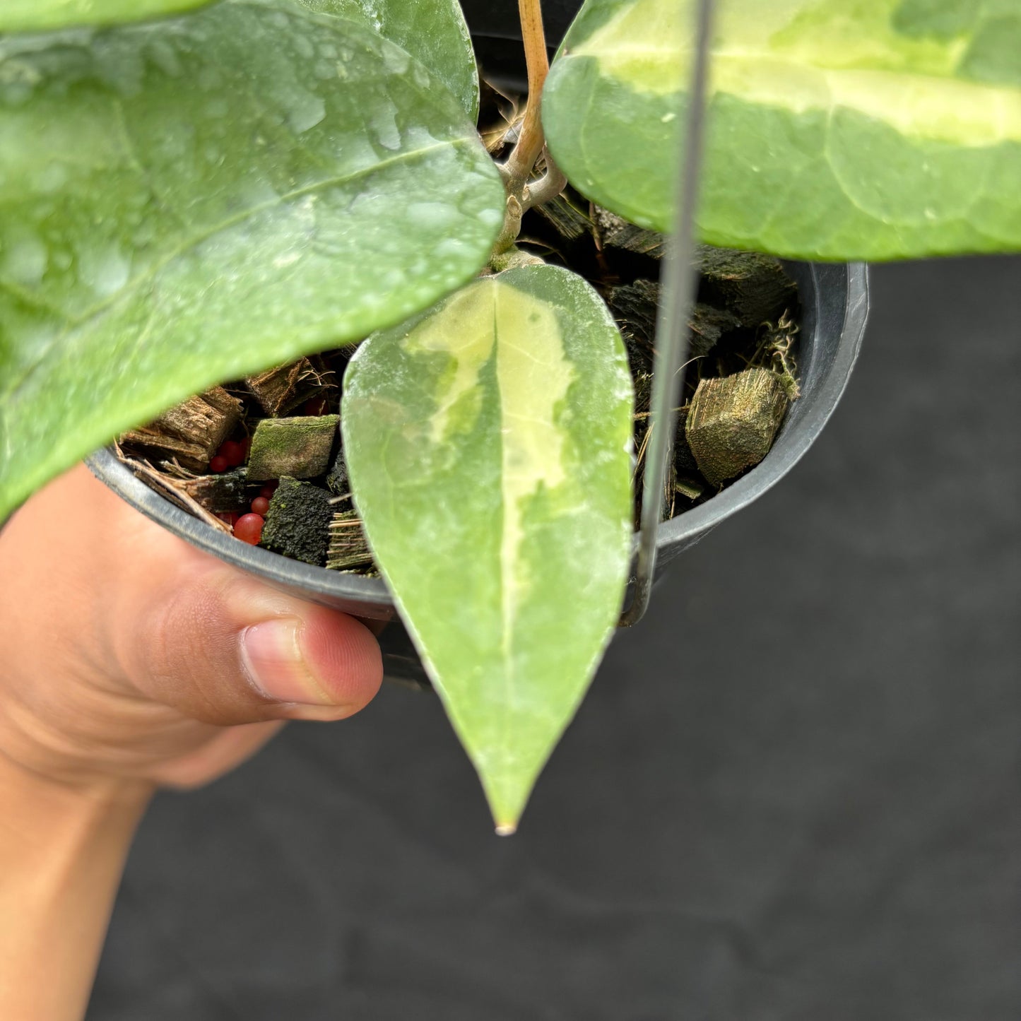 Hoya Verticillata "Panglai Reverse"