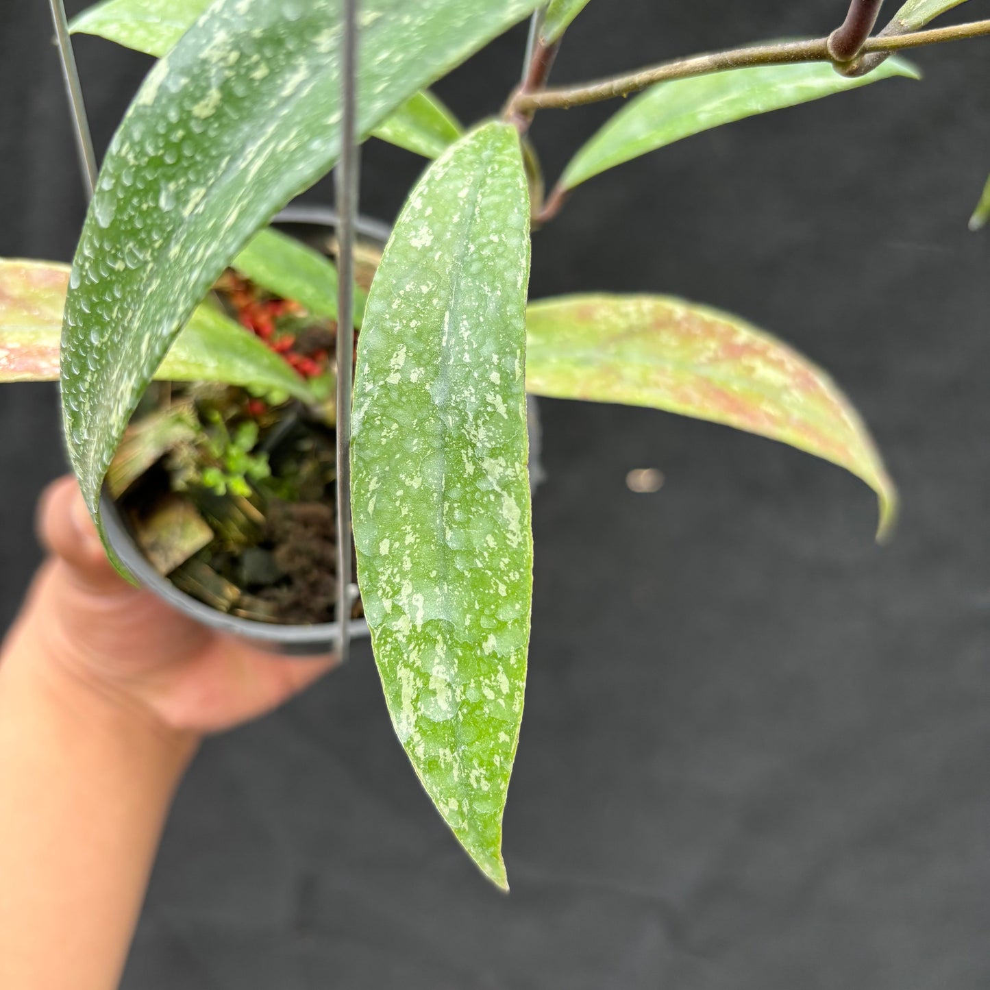 Hoya Sulawesiana x Finlaysonii Borneo (TR-014)