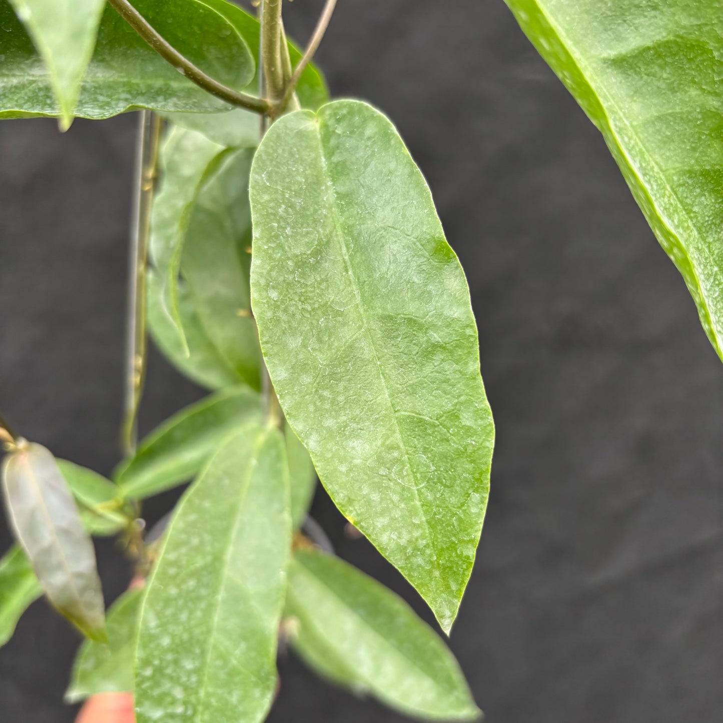 Hoya Onychoides