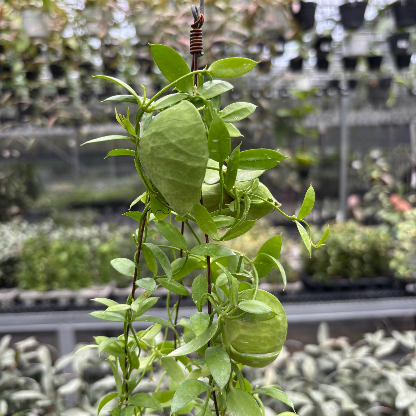 Hoya D. Vidalii