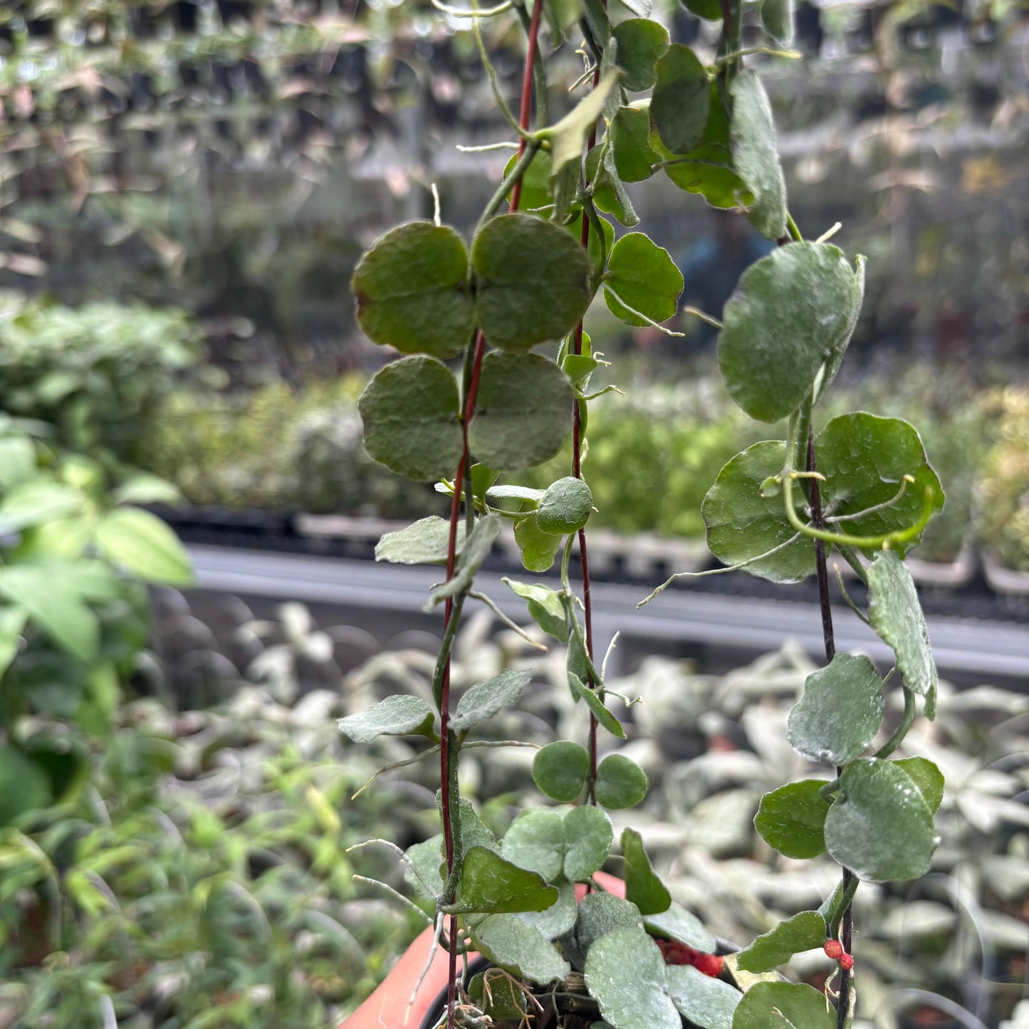 Dischidia Imbricata