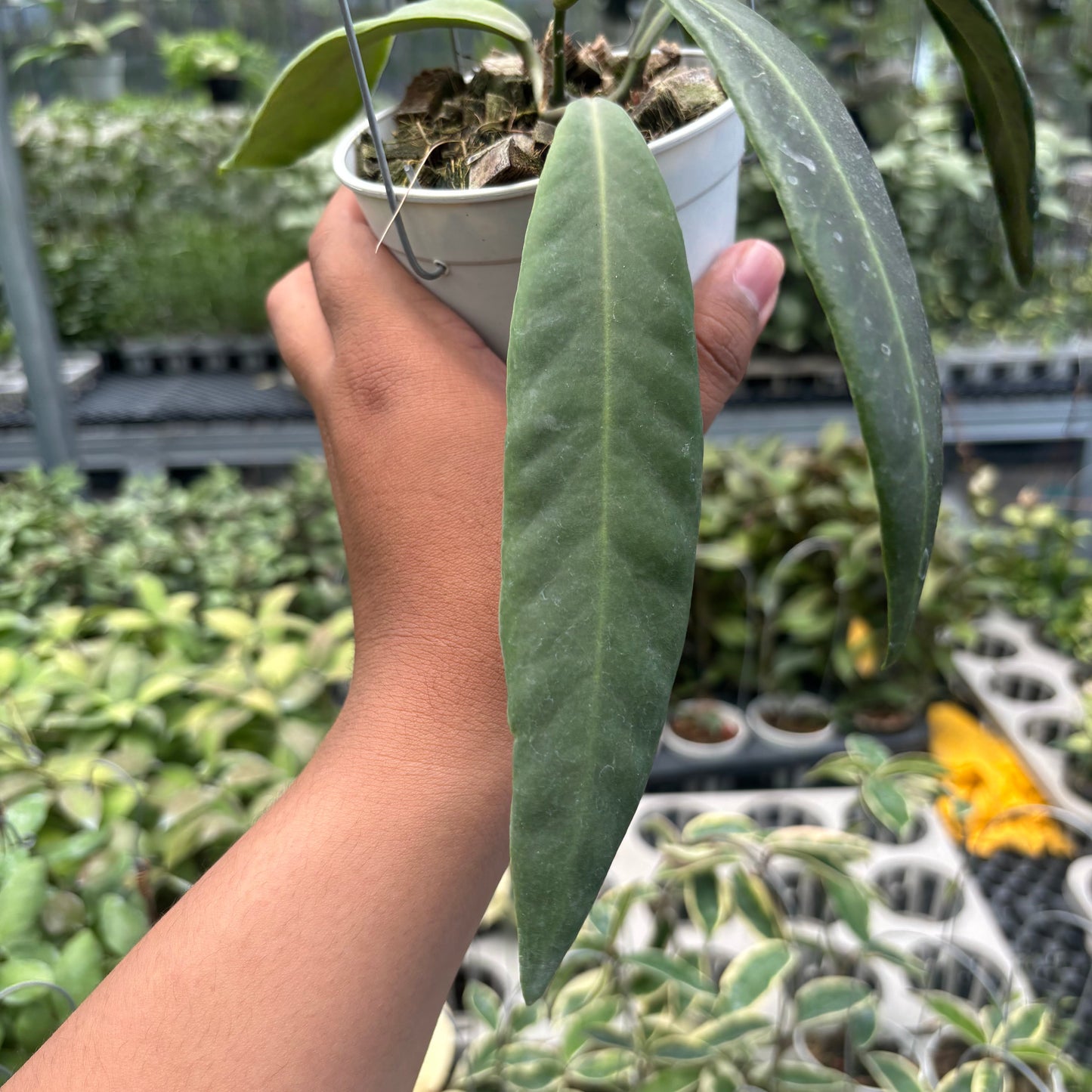 Hoya Pulchra